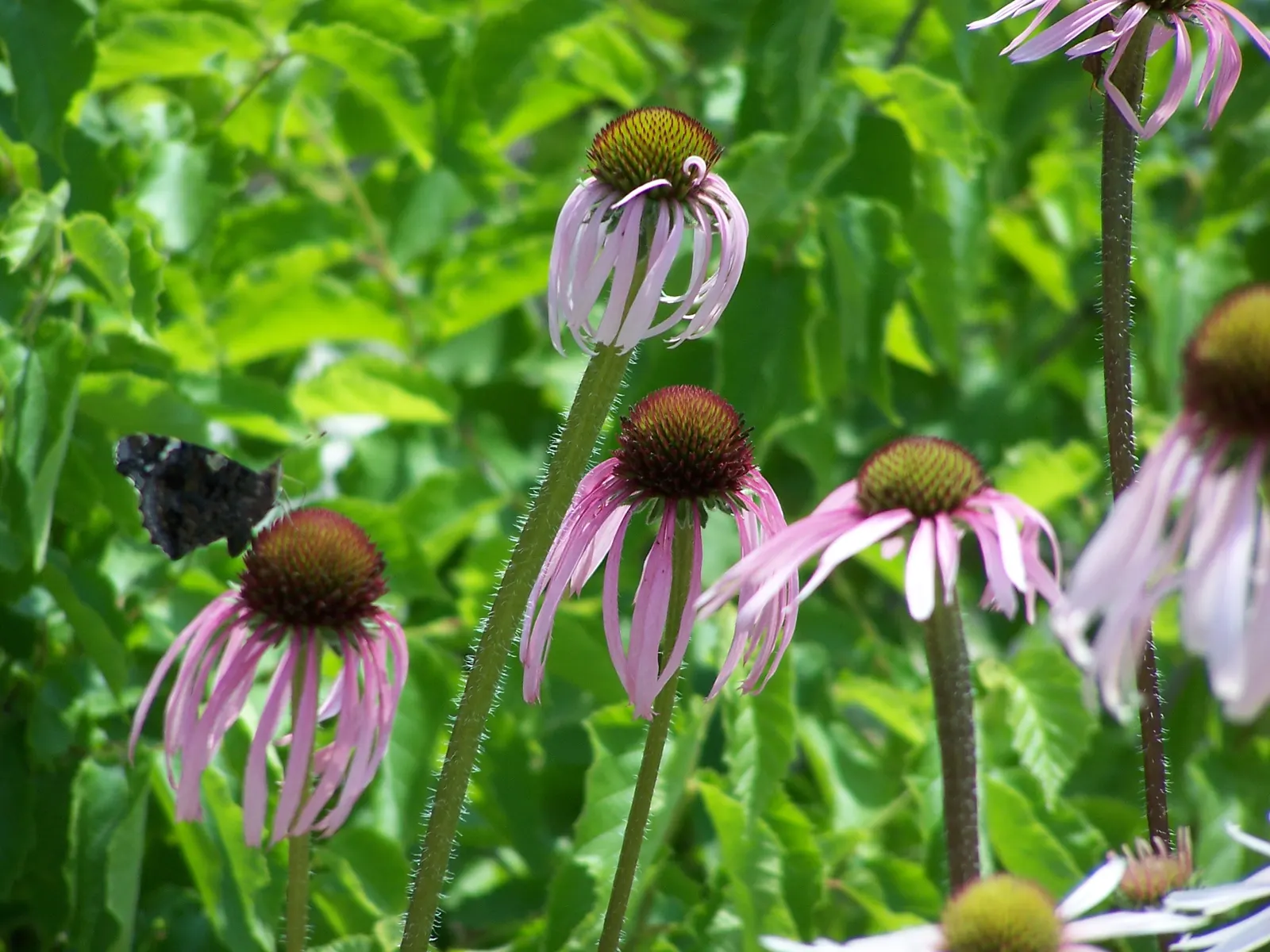 Pale Purple Coneflower (Echinacea Pallida) — Its nectar-rich flowers are a magnet for butterflies