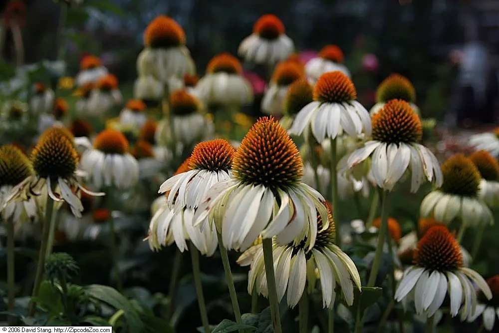 Pale Purple Coneflower (Echinacea Pallida) — but this native perennial is also said to possess medicinal properties