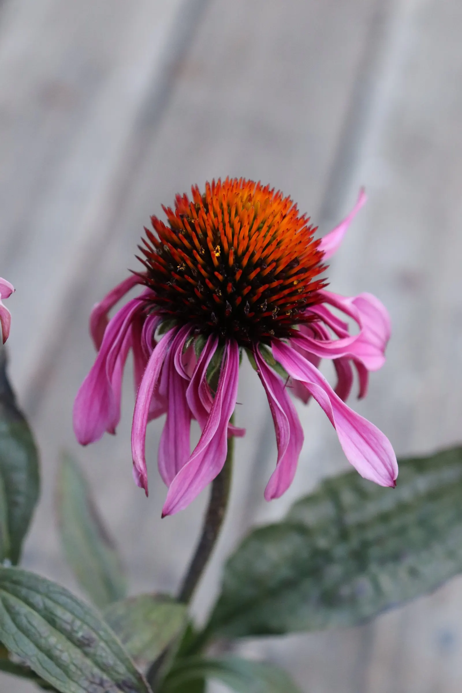 Pale Purple Coneflower (Echinacea Pallida) — attracting pollinators while adding vertical interest to prairie-style and wildflower gardens; blooms adorn the