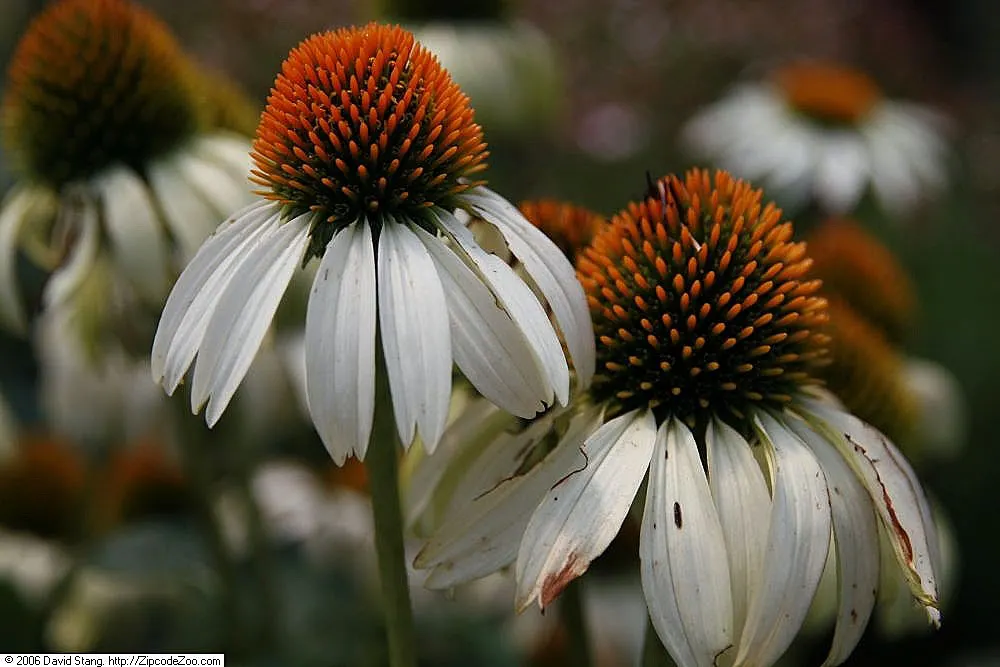 Pale Purple Coneflower (Echinacea Pallida) — not only does it bring beauty and wildlife to the garden