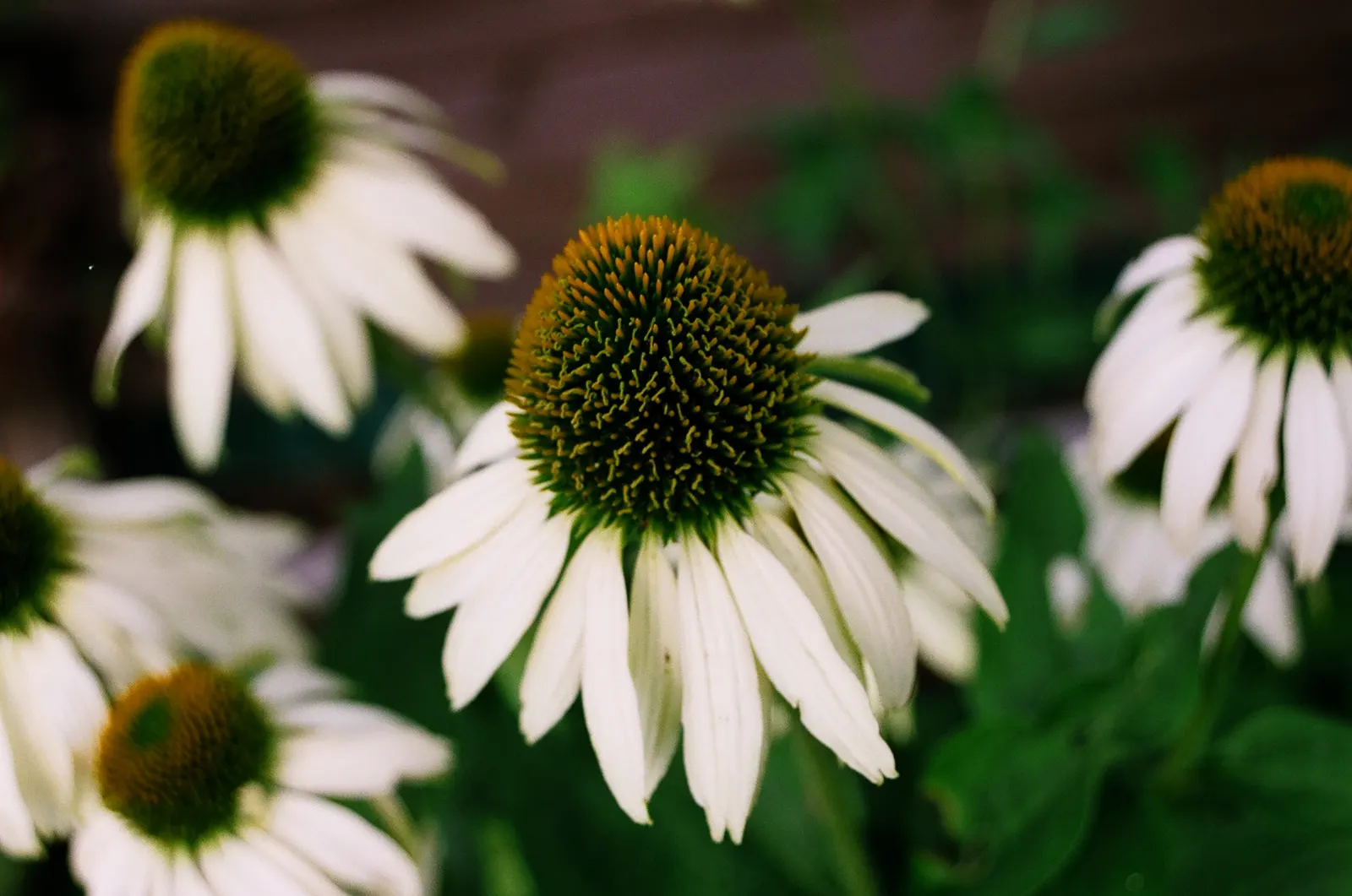 Pale Purple Coneflower (Echinacea Pallida) — perennial for full or half