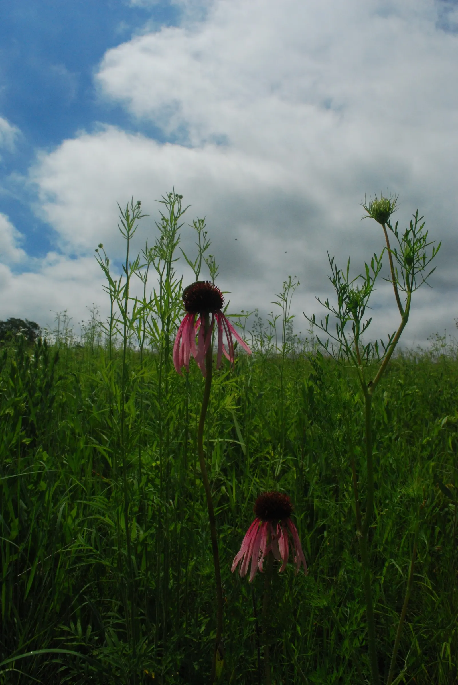 Pale Purple Coneflower (Echinacea Pallida) — Blooms adorn the plant from early to late summer