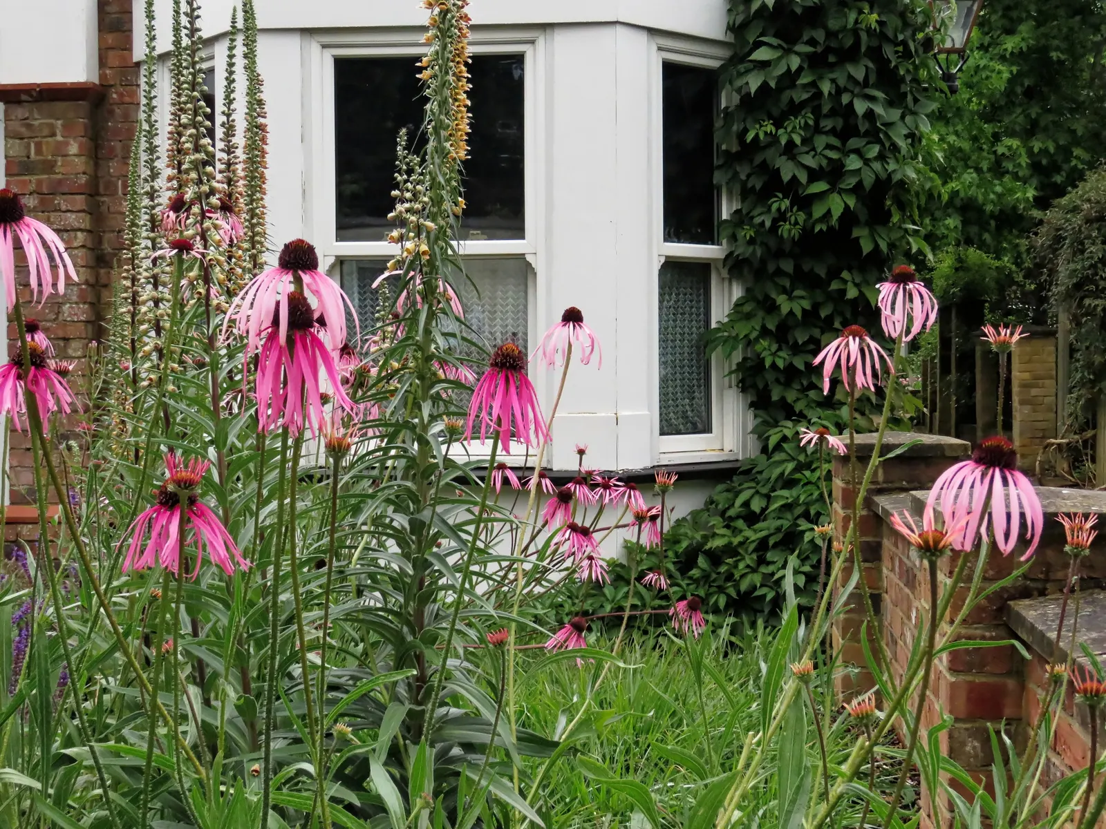 Pale Purple Coneflower (Echinacea Pallida) — scientifically known as Echinacea pallida