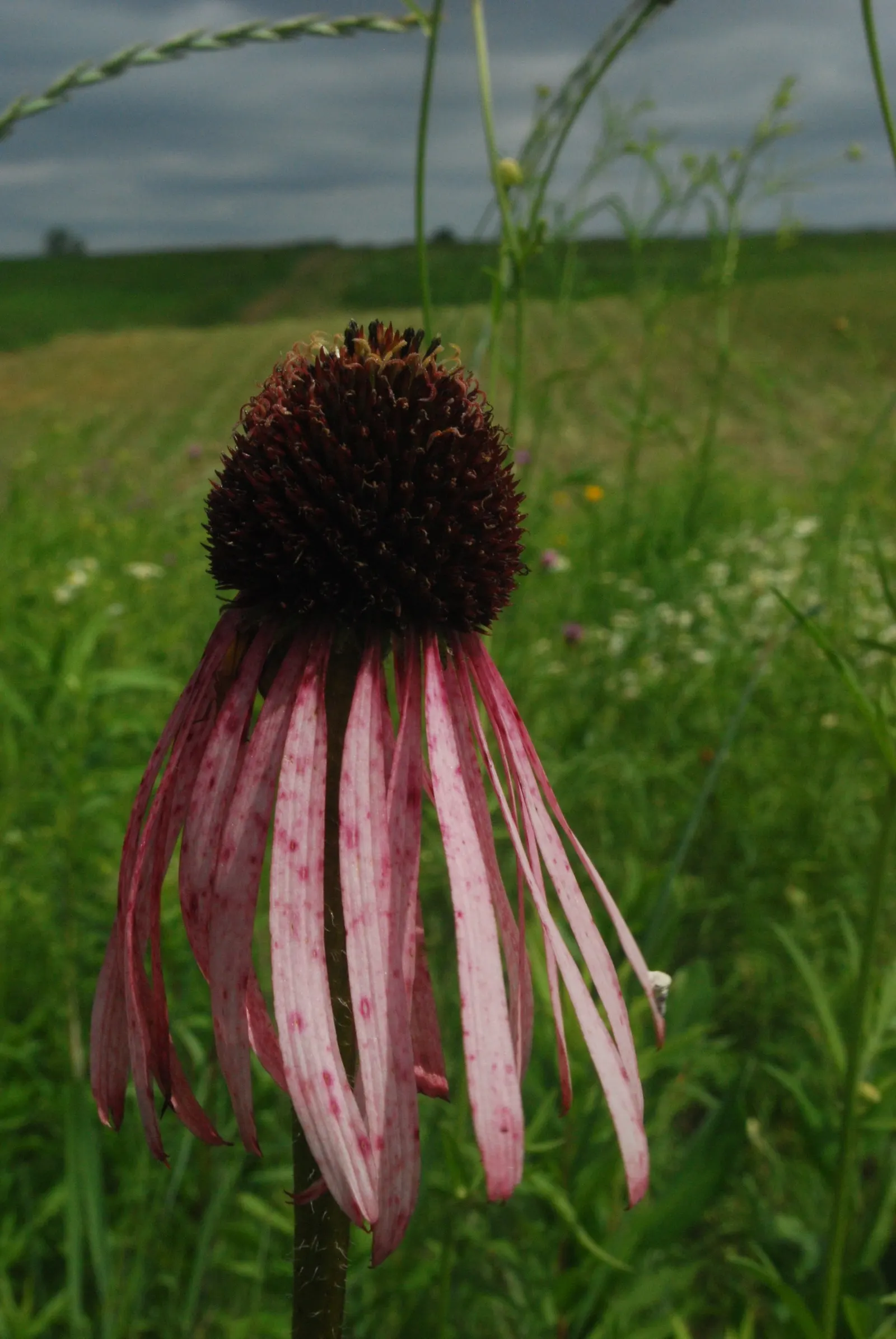 Pale Purple Coneflower (Echinacea Pallida) — The cone, a bristly dome, starts out deep pink and matures to a rich brown, adding texture and interest