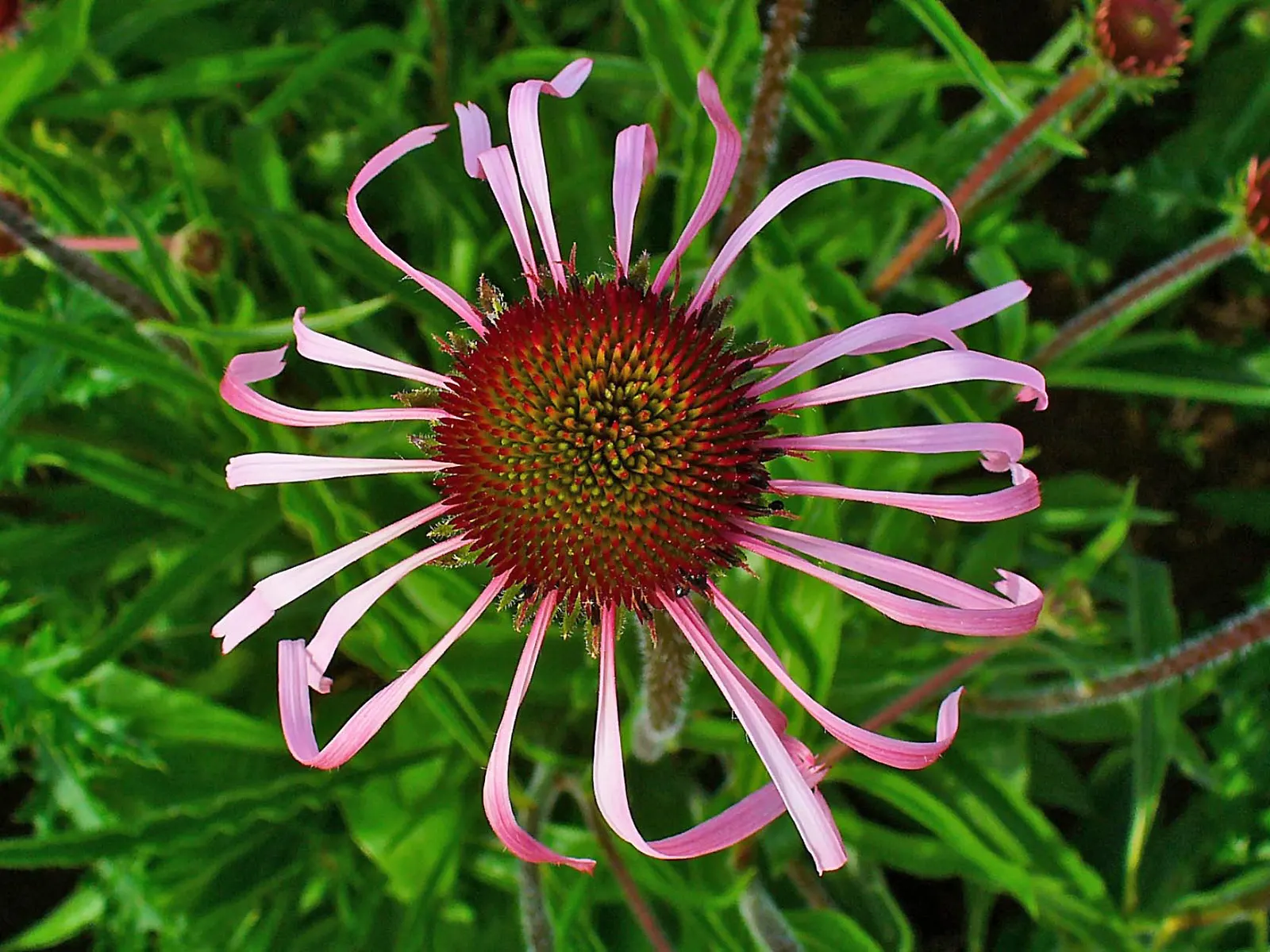 Pale Purple Coneflower (Echinacea Pallida) — the plant proudly displays slender