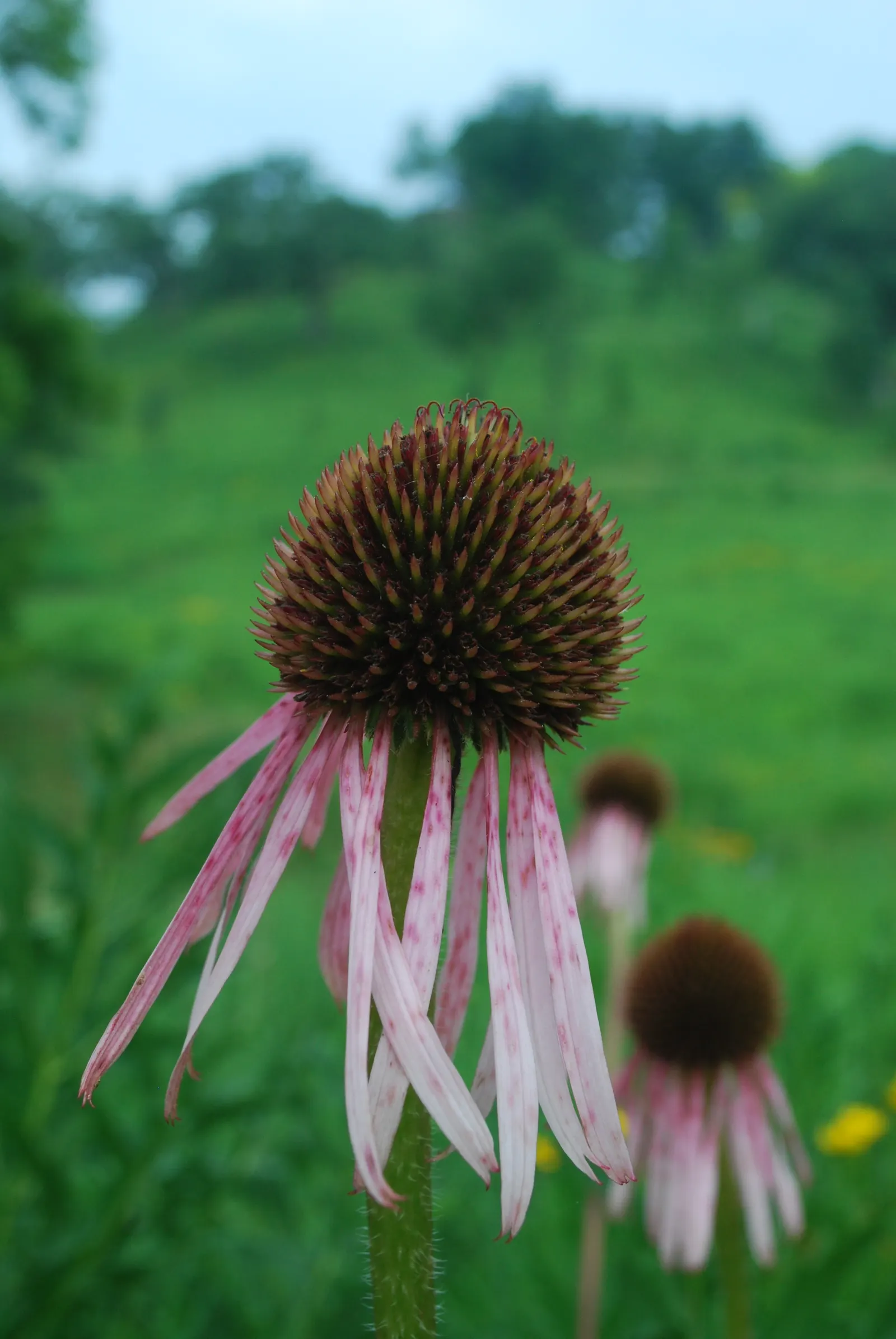 Pale Purple Coneflower (Echinacea Pallida) — natural charm to any landscape