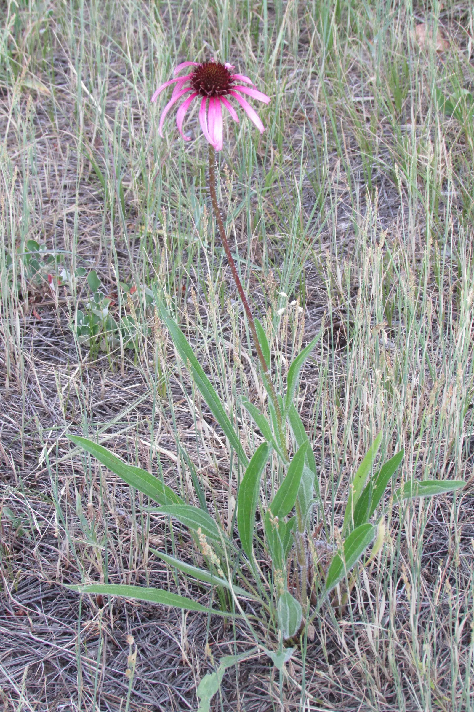 Pale Purple Coneflower (Echinacea Pallida) — is a resilient perennial treasured for its slender