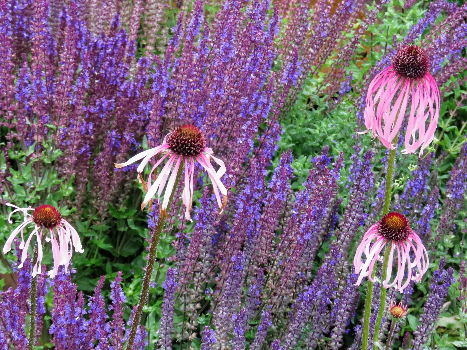 Pale Purple Coneflower (Echinacea Pallida) — making it an excellent choice for xeriscaping