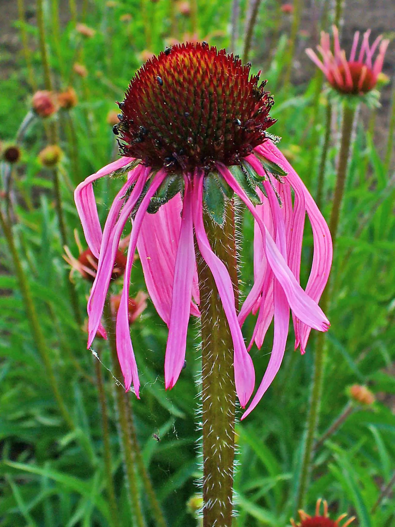 Pale Purple Coneflower (Echinacea Pallida) — native to the central United States
