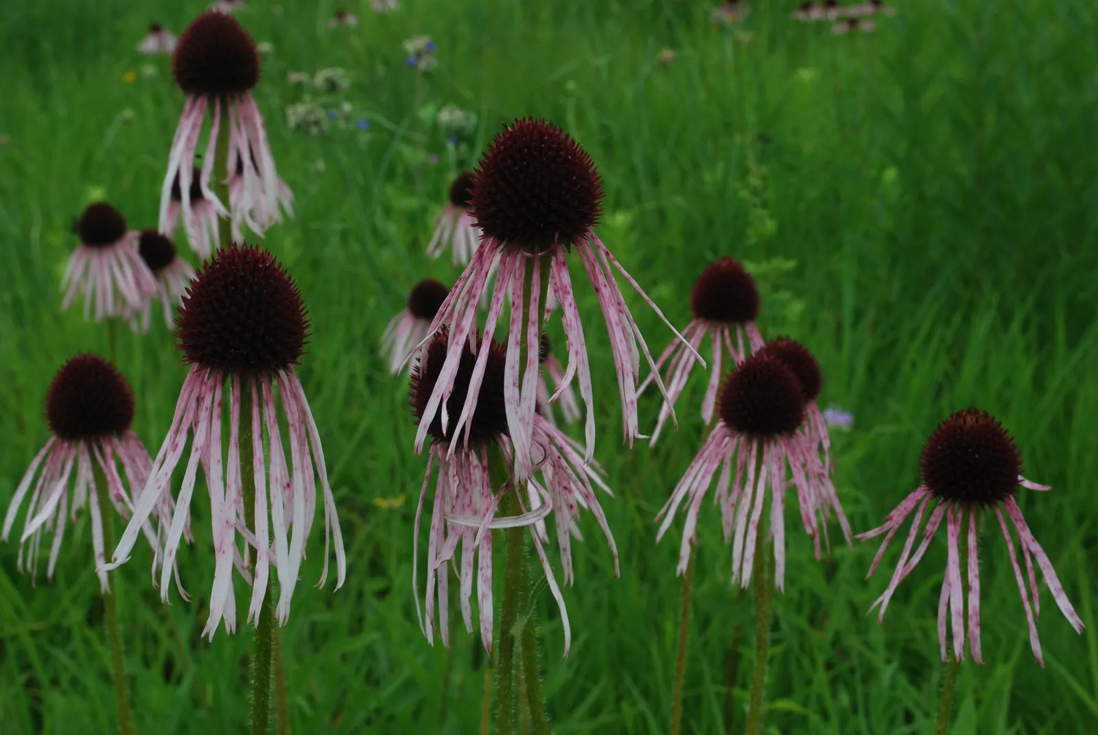 Pale Purple Coneflower (Echinacea Pallida) — drooping pale pink to purple petals that surround a prominent central cone