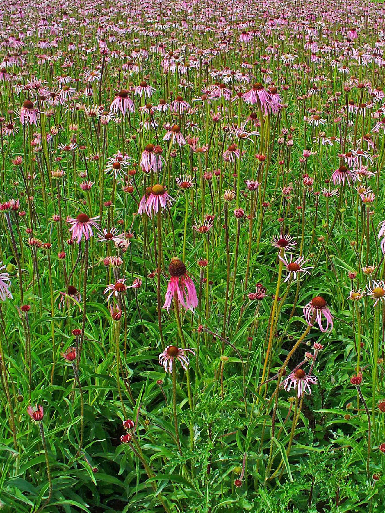 Pale Purple Coneflower (Echinacea Pallida) — drooping lavender petals and prominent