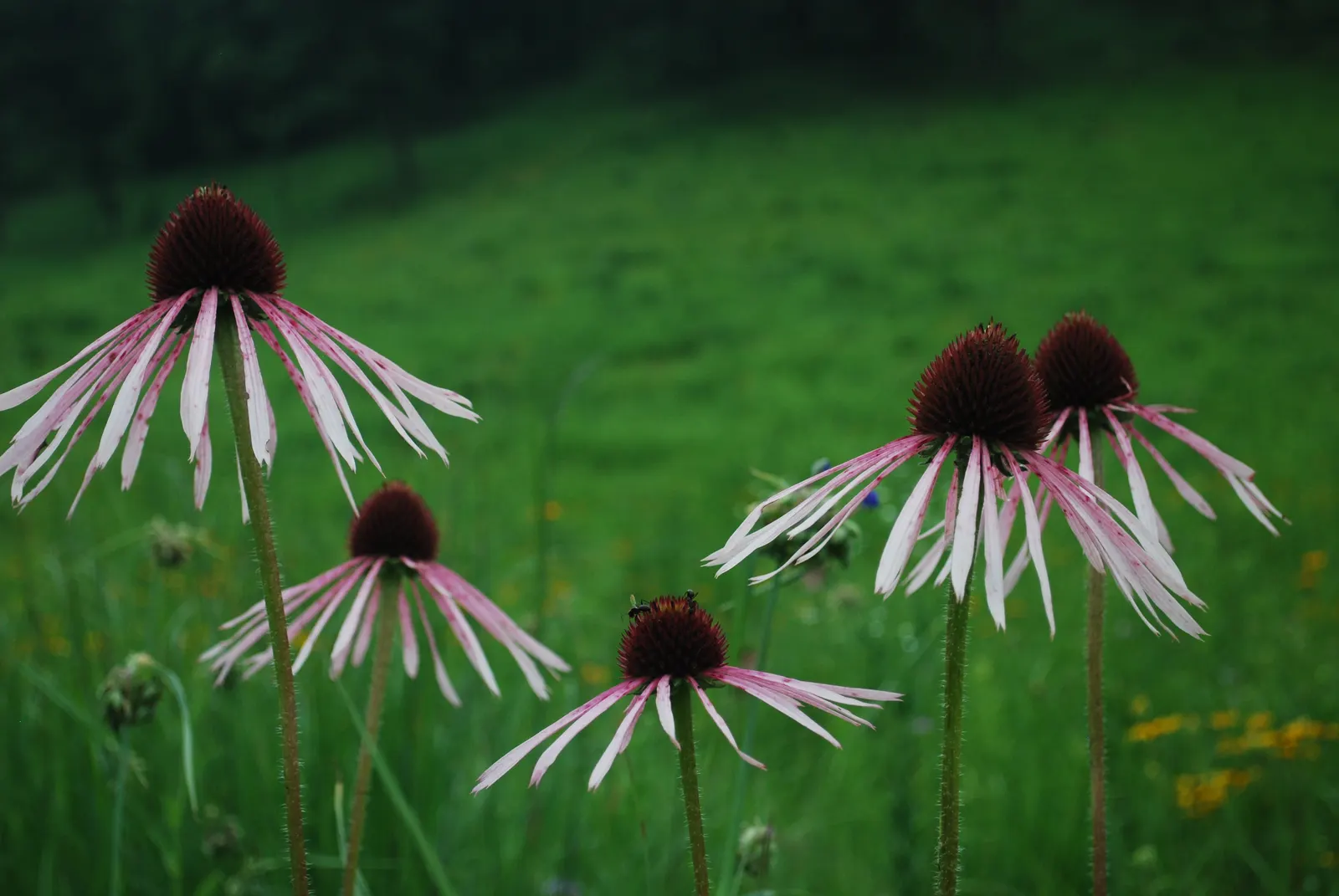 Pale Purple Coneflower (Echinacea Pallida) — native to the central United States; echinacea pallida reaches a stately height of 2 to 3 feet