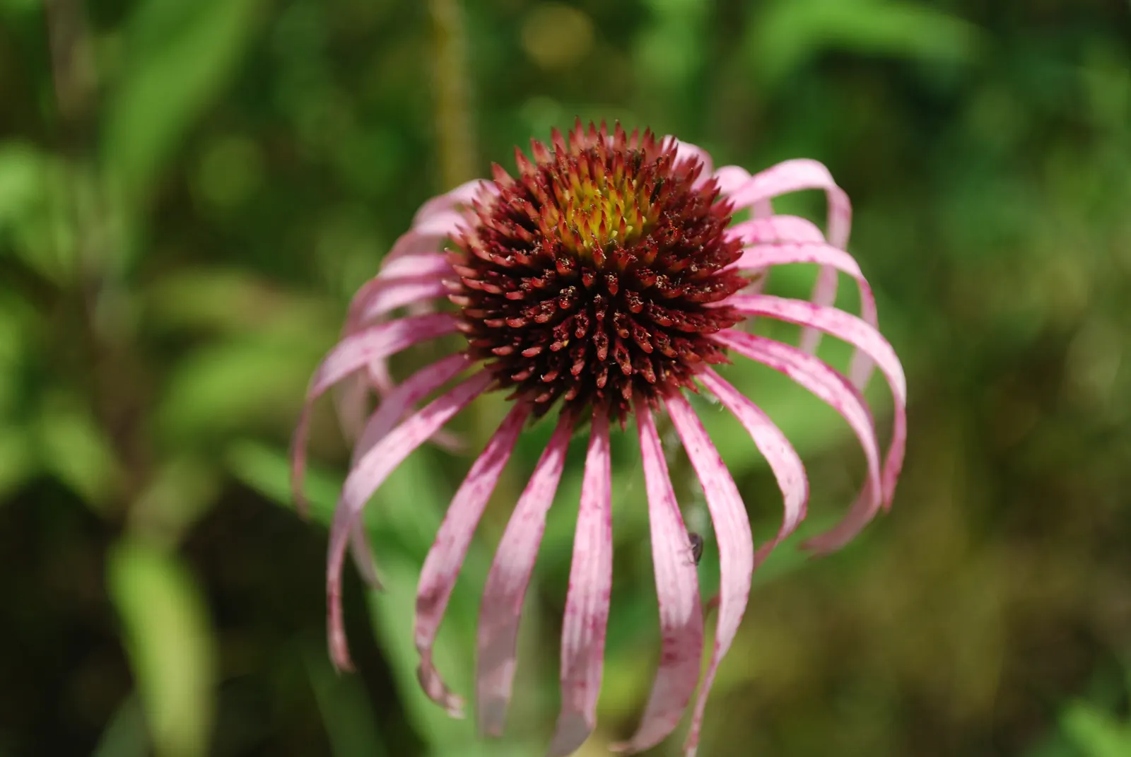 Pale Purple Coneflower (Echinacea Pallida) — thrives in USDA Hardiness Zones 3 through 10