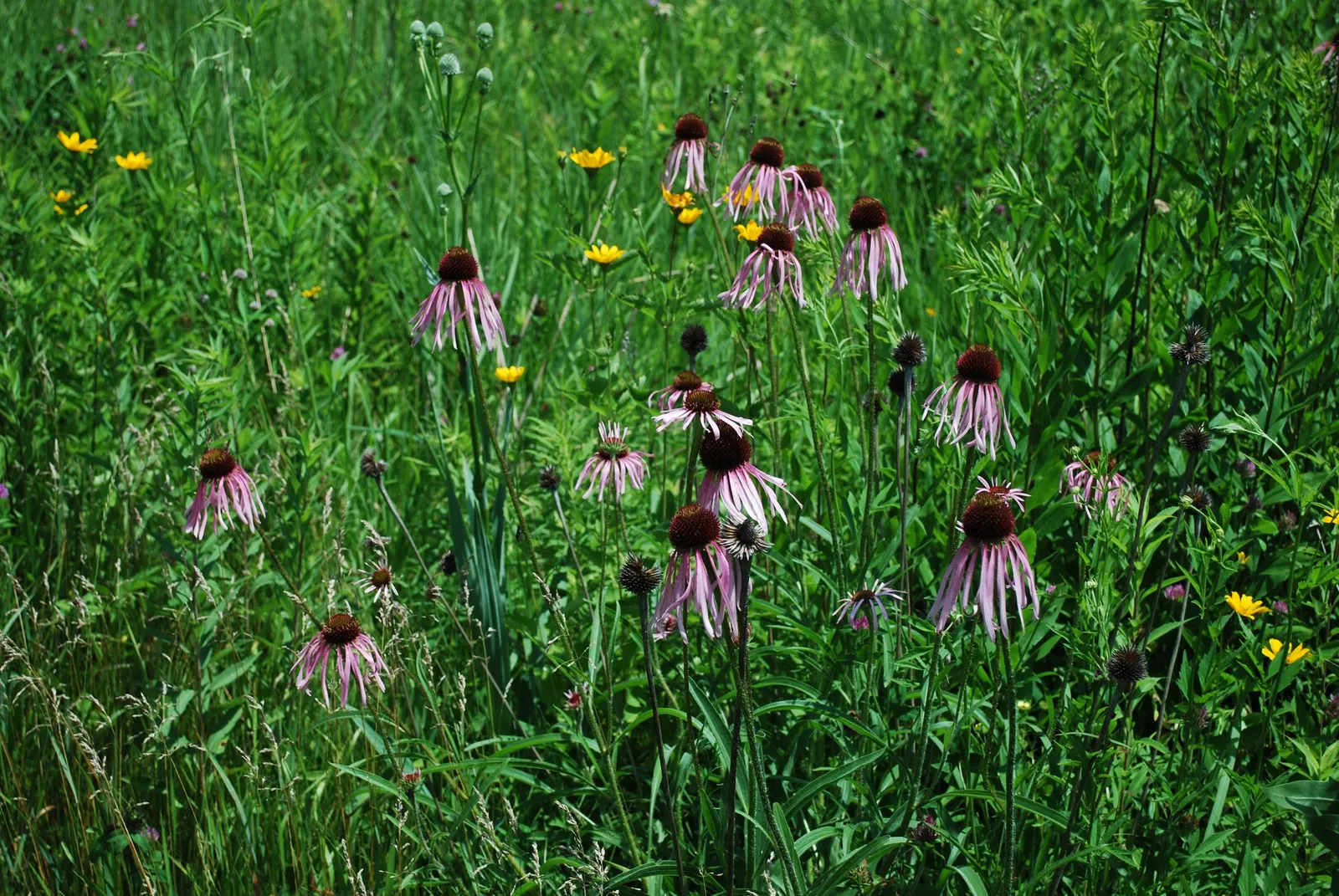 Pale Purple Coneflower (Echinacea Pallida) — attracting pollinators while adding vertical interest to prairie-style and wildflower gardens