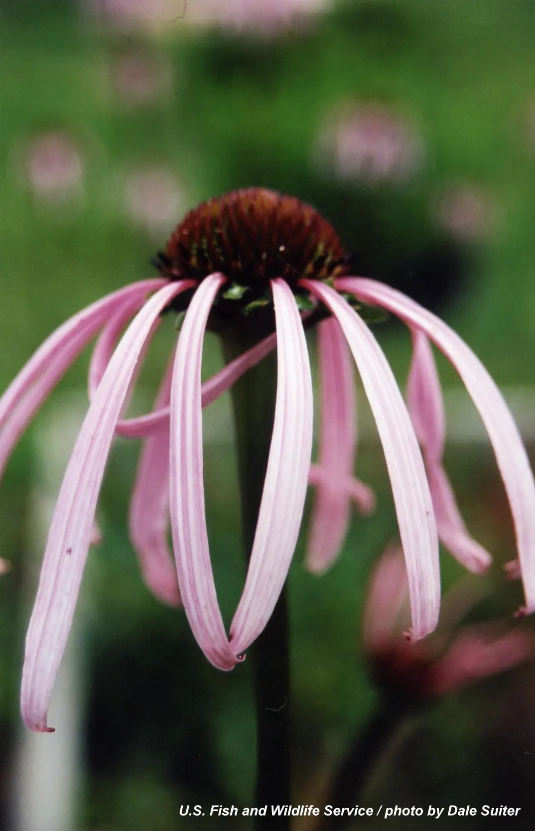 Pale Purple Coneflower (Echinacea Pallida) — thrives in USDA Hardiness Zones 3 through 10; not only does it bring beauty and wildlife to the garden