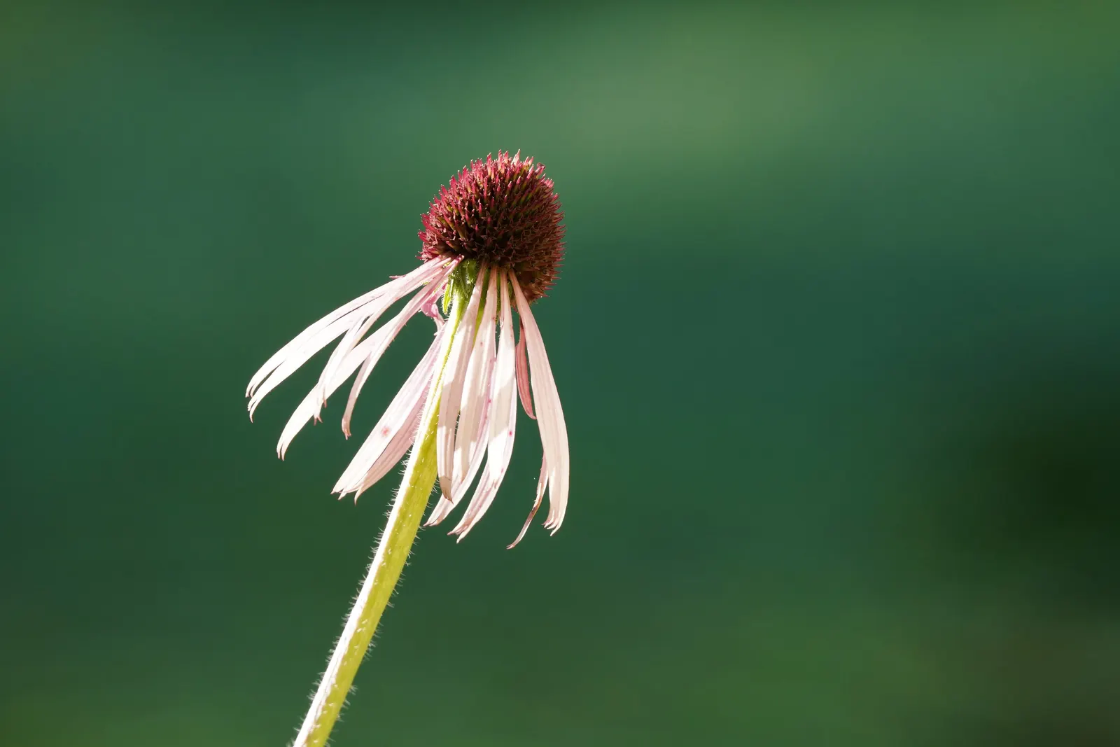 Pale Purple Coneflower (Echinacea Pallida) — drooping lavender petals and prominent; thrives in USDA Hardiness Zones 3 through 10