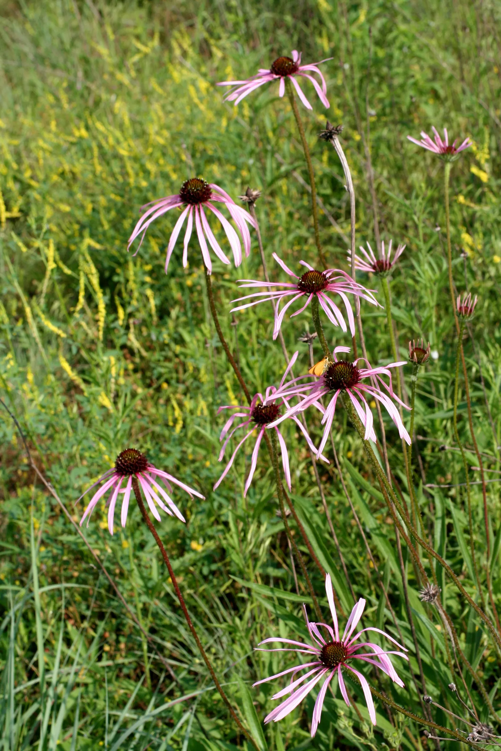 Pale Purple Coneflower (Echinacea Pallida) — This spacing allows for good air circulation, which helps prevent potential diseases