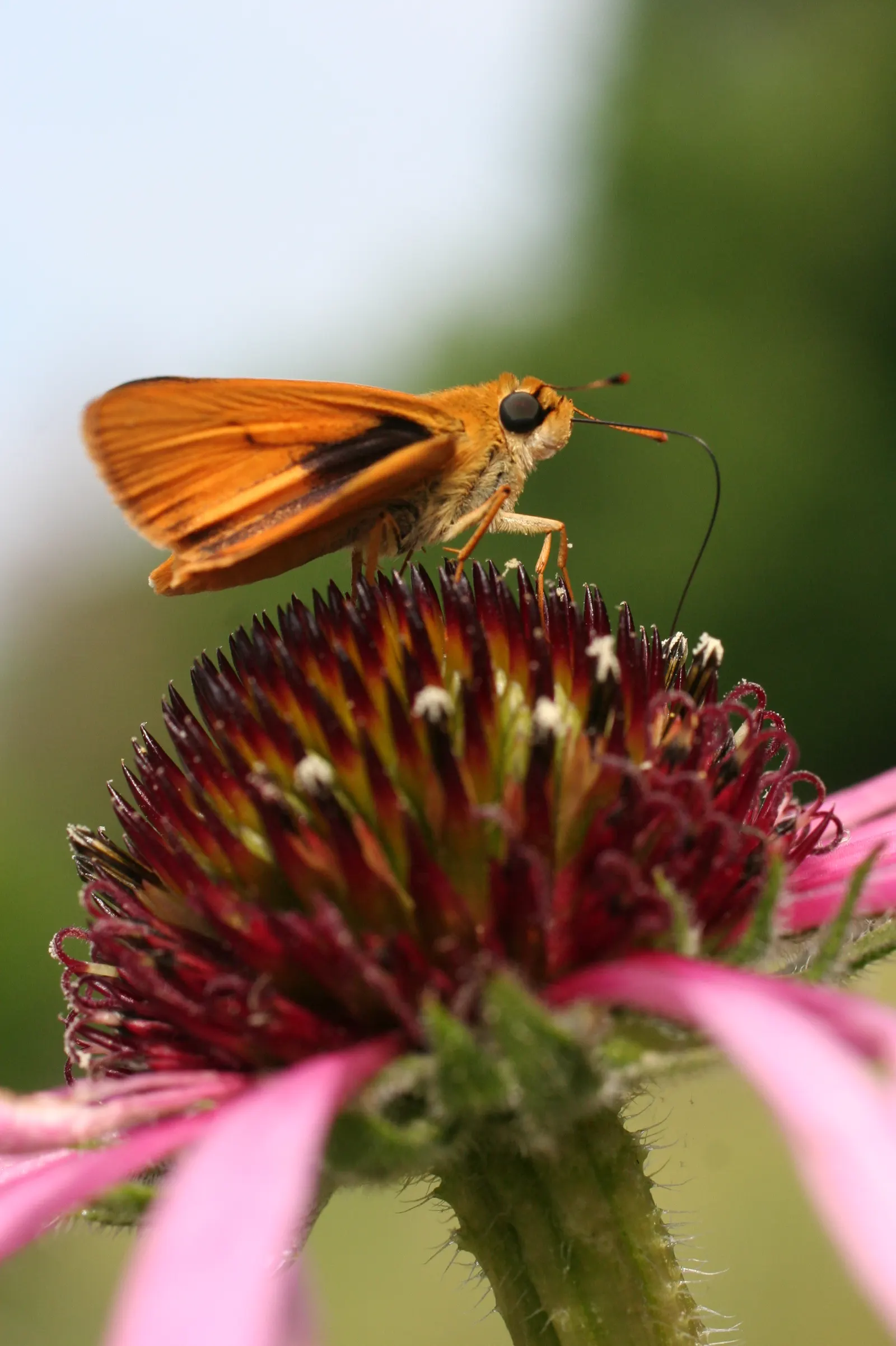 Pale Purple Coneflower (Echinacea Pallida) — This drought-tolerant native thrives in full sun to light shade and well-drained soils; perennial with