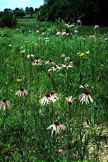 Pale Purple Coneflower (Echinacea Pallida) — is a resilient perennial treasured for its slender; this drought-tolerant native thrives in full sun to light
