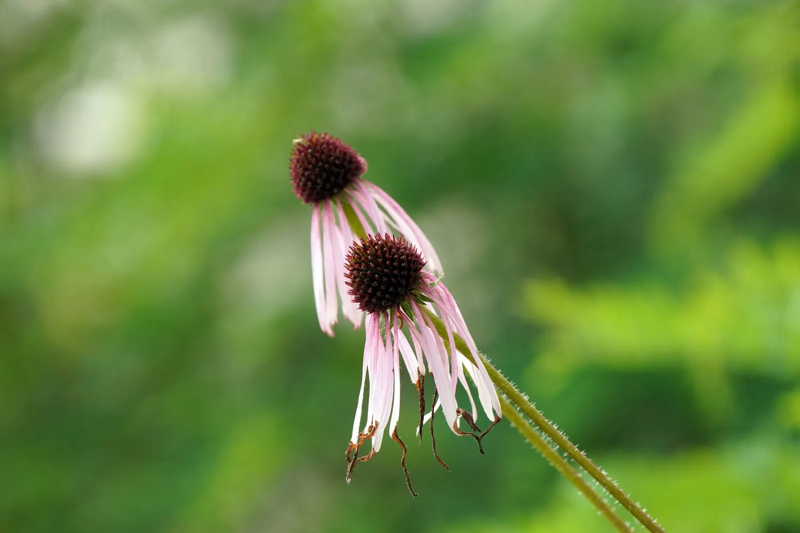 Pale Purple Coneflower (Echinacea Pallida) — multi-colored and pink and purple flowers in the garden