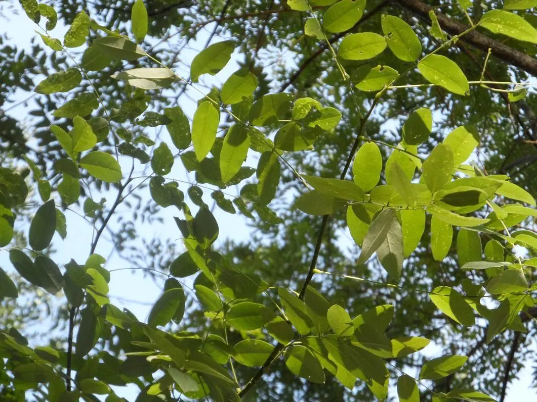 Japanese Pagoda Tree (Styphnolobium Japonicum) — These blooms not only add aesthetic value but also attract various pollinators to your garden; brown seed pods