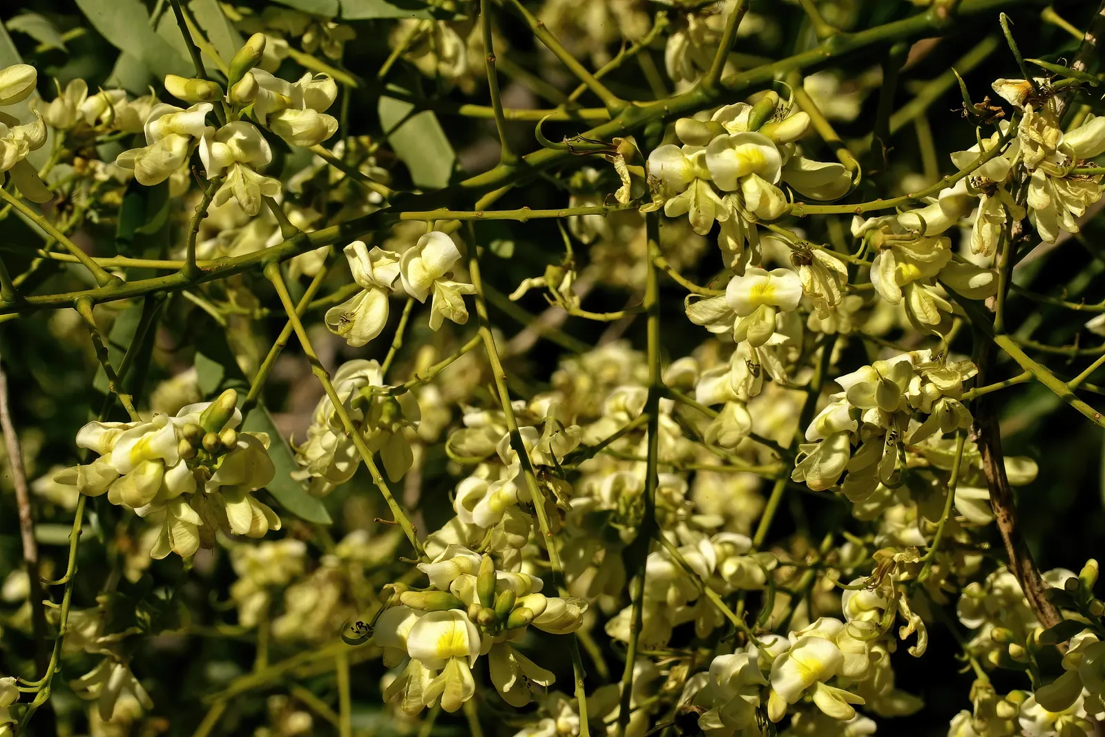Japanese Pagoda Tree (Styphnolobium Japonicum) — tree with white and yellow blooms; following the flowering season