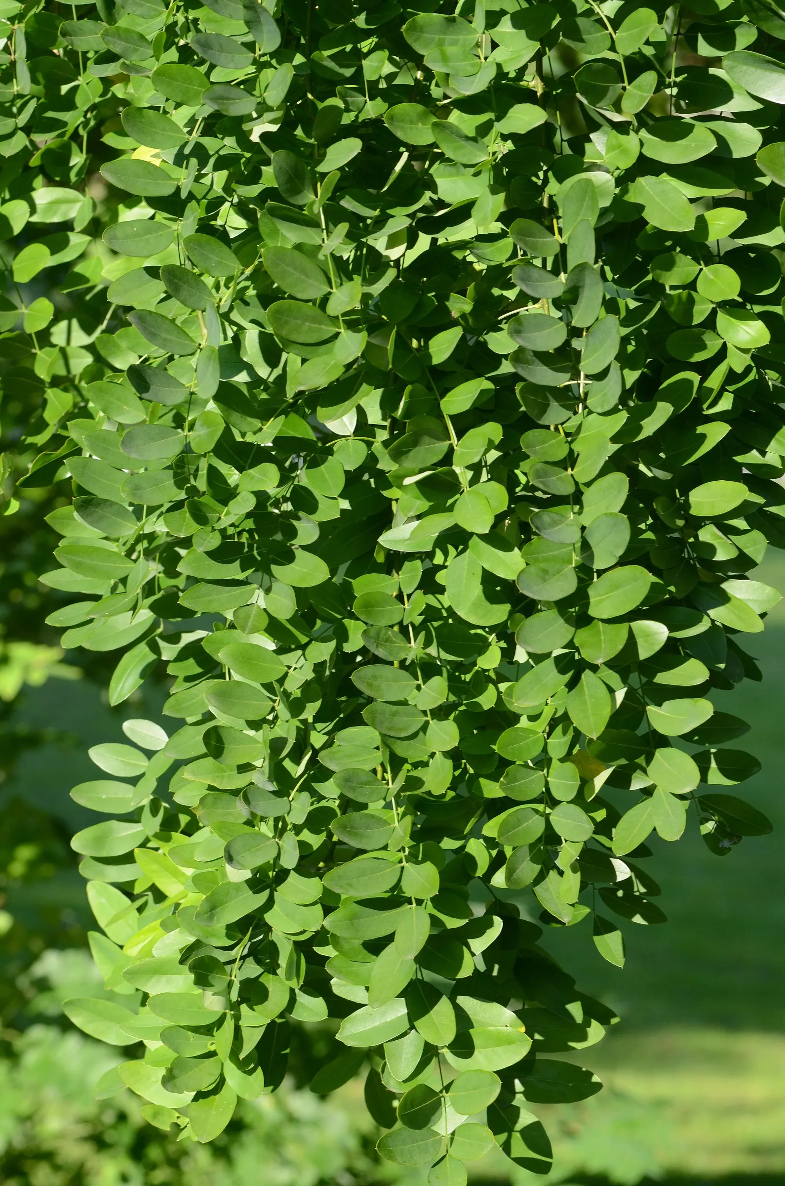 Japanese Pagoda Tree (Styphnolobium Japonicum) — is a deciduous species renowned for its elegant branching structure and ornate floral display, image 80