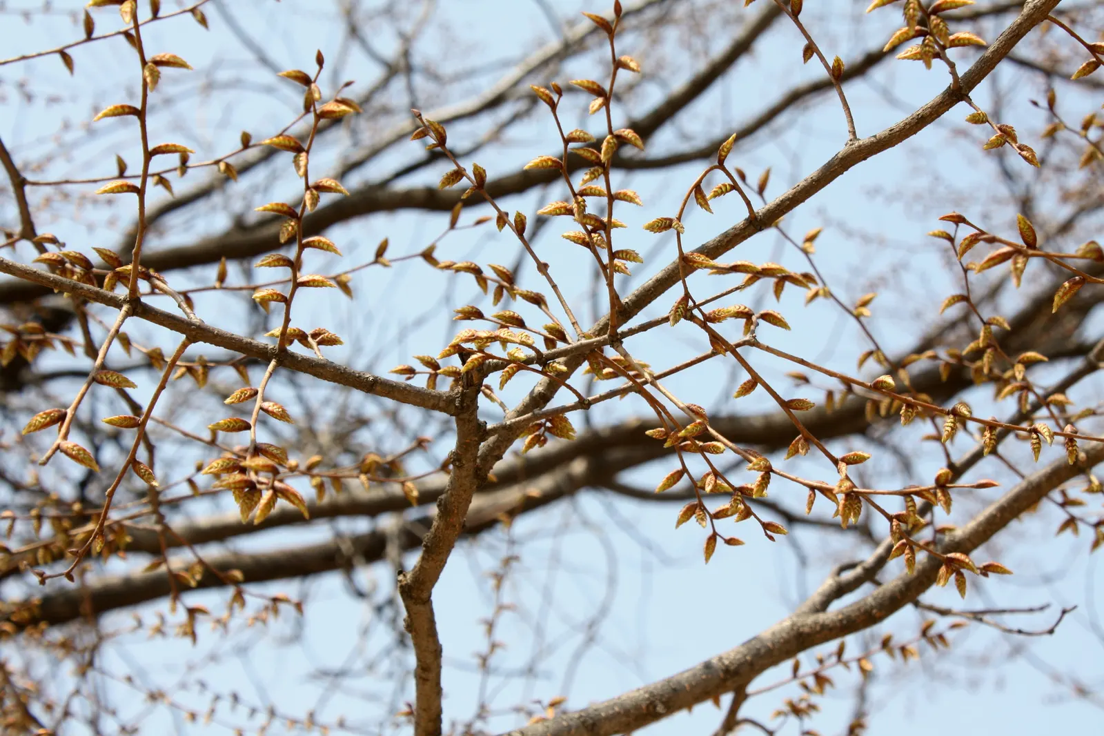 Japanese Pagoda Tree (Styphnolobium Japonicum) — Its broad, rounded canopy is adorned with compound leaves and fragrant white flowers in late, image 76