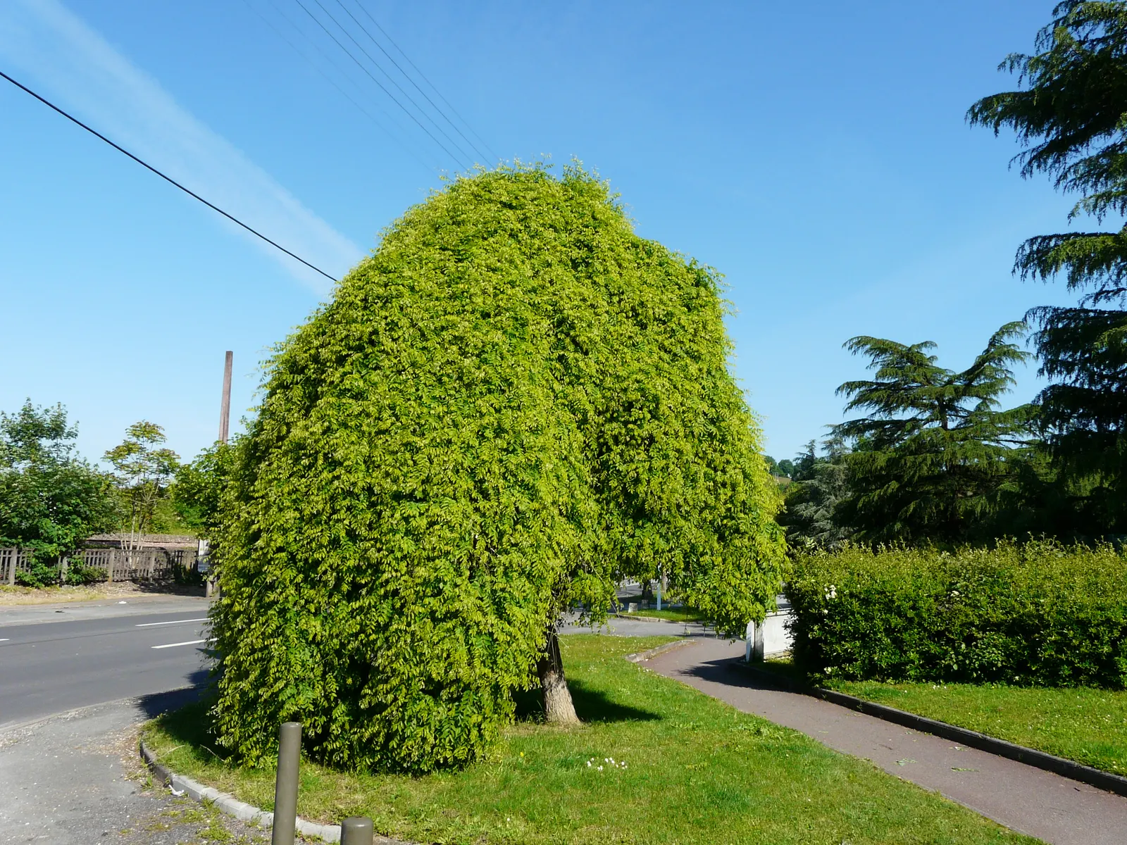 Japanese Pagoda Tree (Styphnolobium Japonicum) — the tree develops 3 to 8-inch-long; this elegant tree adds vertical interest and is ideal as a, image 63