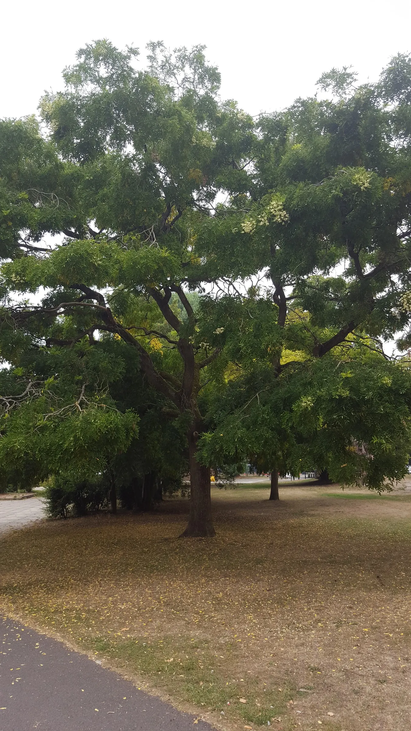 Japanese Pagoda Tree (Styphnolobium Japonicum) — Typically reaching 50 to 75 feet in height with a spread of 50 to 75 feet; the Japanese Pagoda Tree produces