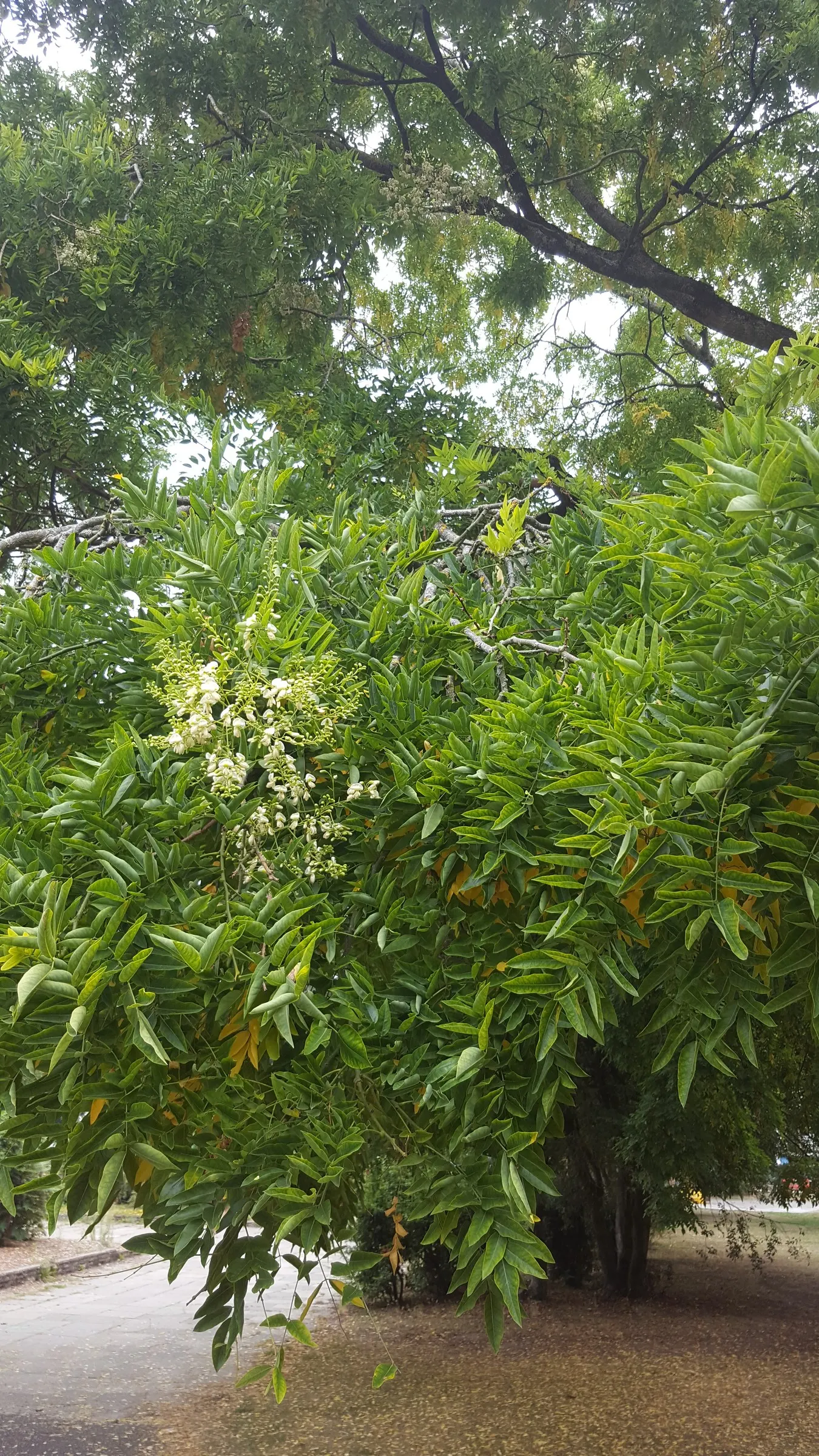 Japanese Pagoda Tree (Styphnolobium Japonicum) — composed of 7 to 17 leaflets; a hardy deciduous species, image 59