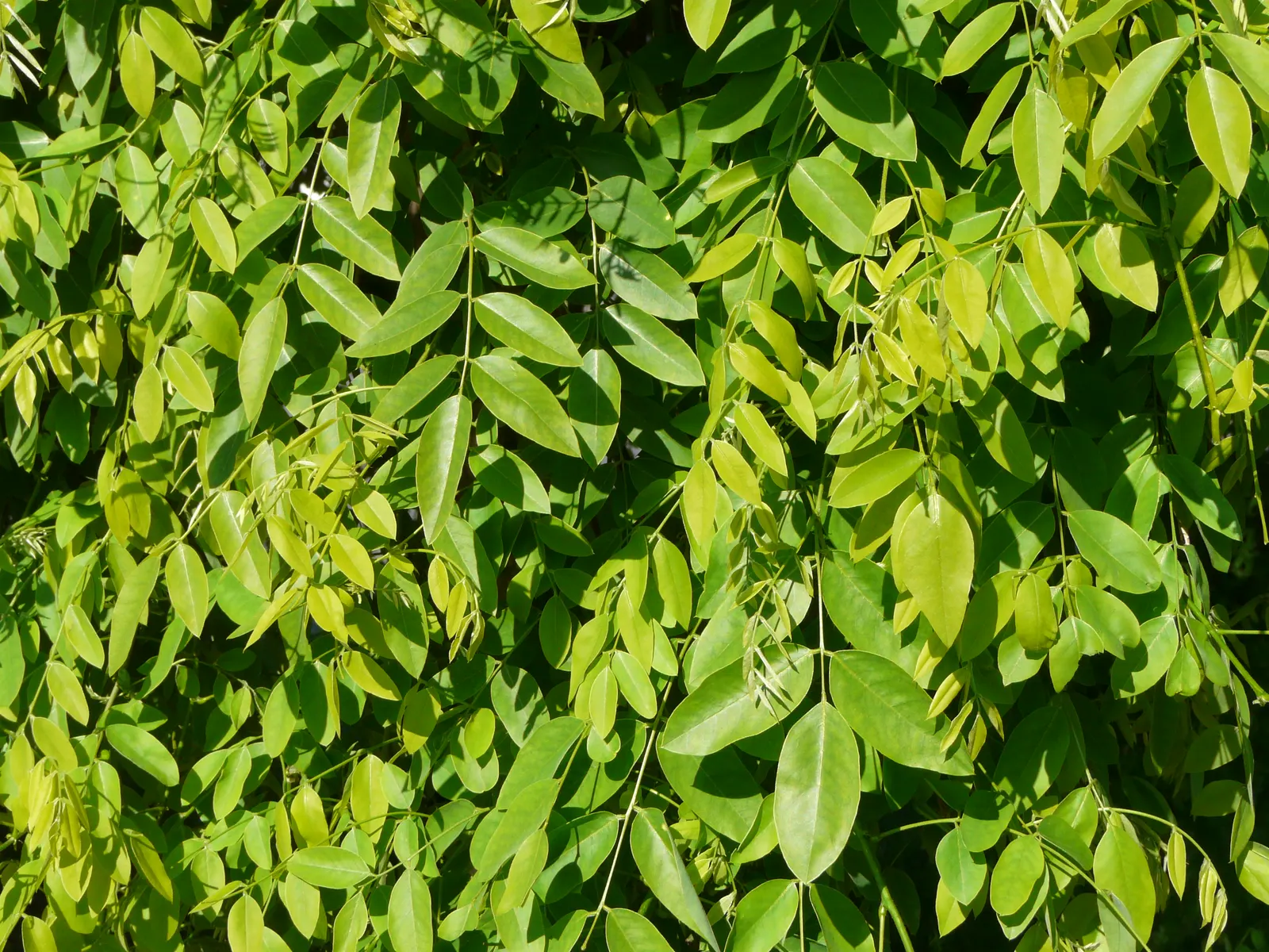 Japanese Pagoda Tree (Styphnolobium Japonicum) — the Japanese Pagoda Tree produces an impressive show of creamy-white flowers that are arranged in showy