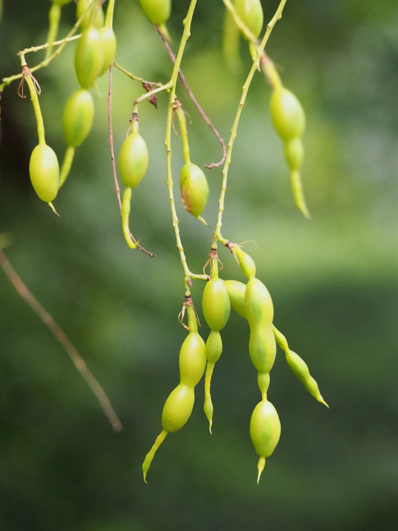 Japanese Pagoda Tree (Styphnolobium Japonicum) — is a deciduous species renowned for its elegant branching structure and ornate floral display