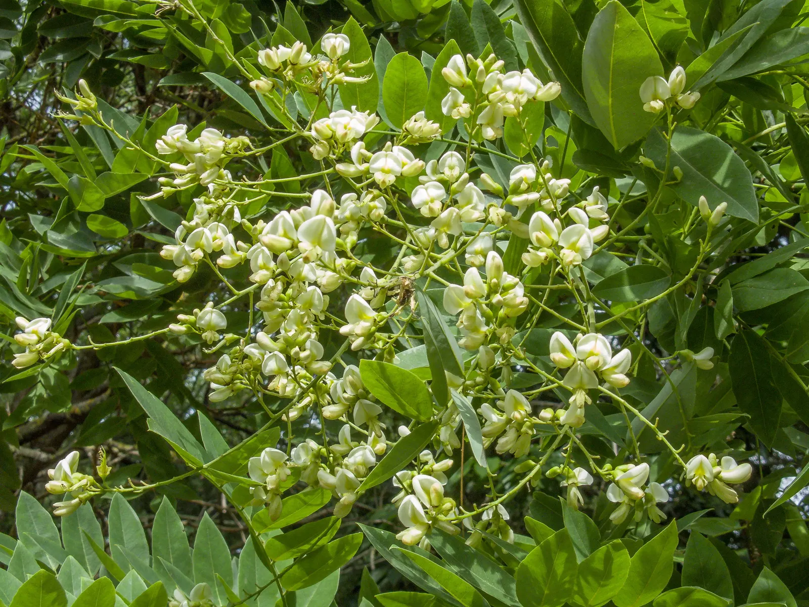Japanese Pagoda Tree (Styphnolobium Japonicum) — this tree presents a graceful; withstanding temperatures as low as -30°F to -20°F.<br><br>When