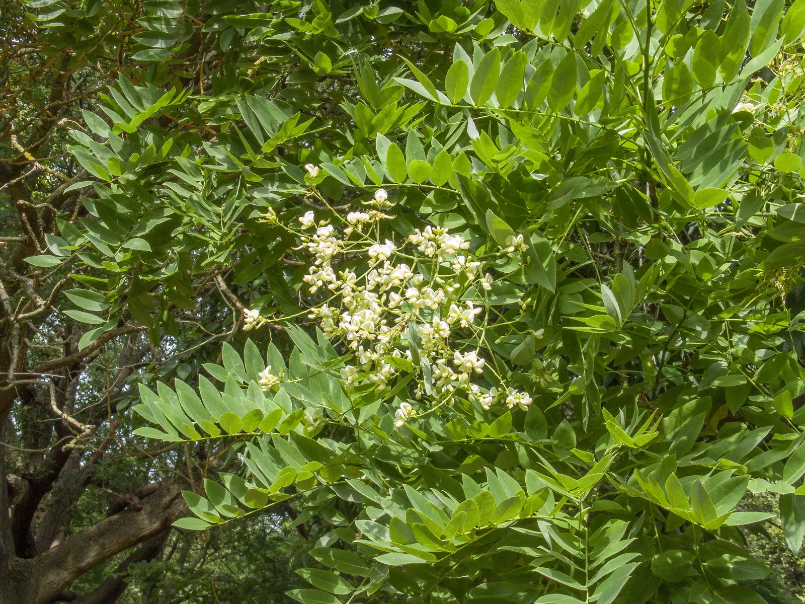 Japanese Pagoda Tree (Styphnolobium Japonicum) — Its broad, rounded canopy is adorned with compound leaves and fragrant white flowers in late summer