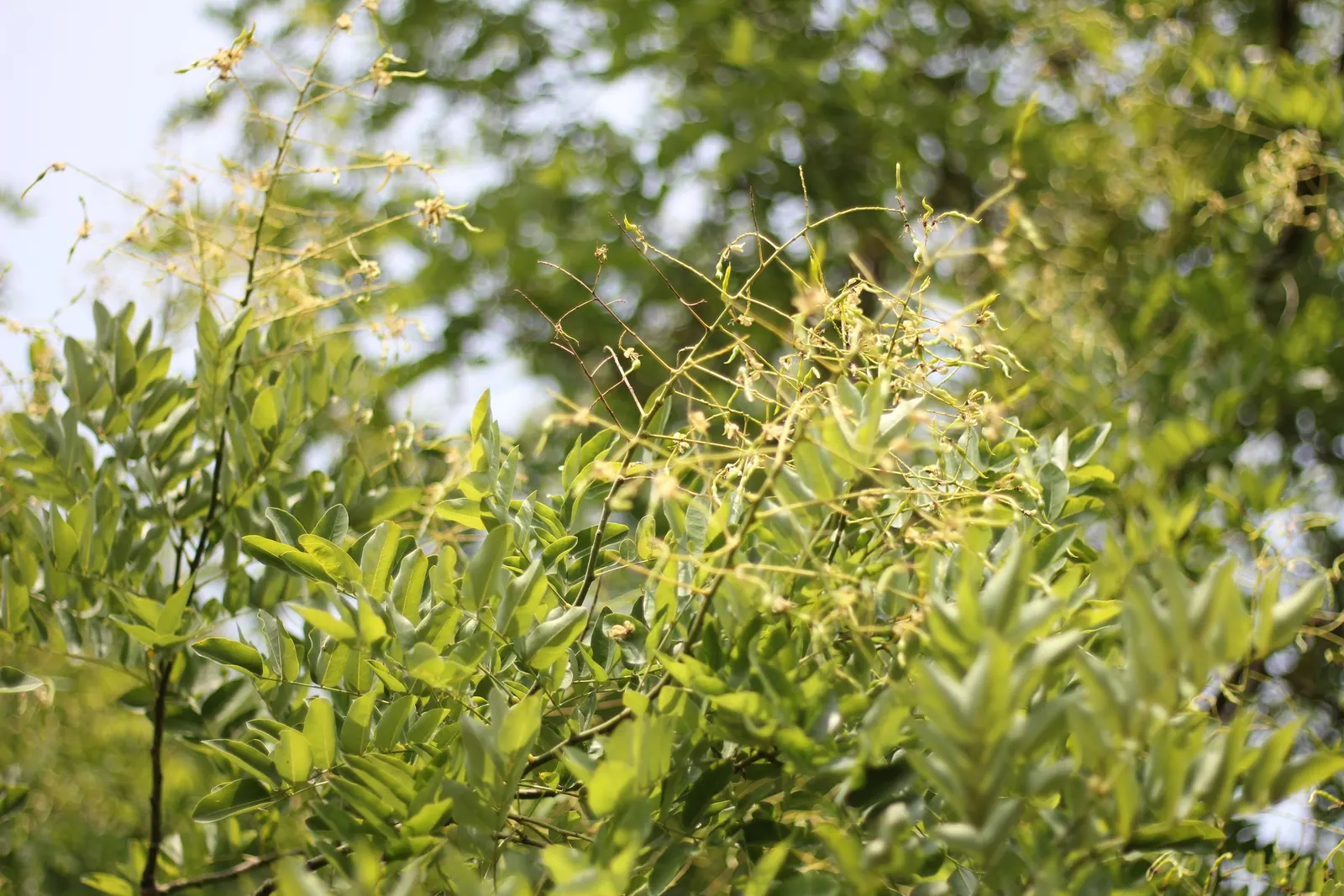 Japanese Pagoda Tree (Styphnolobium Japonicum) — the tree develops 3 to 8-inch-long; this elegant tree adds vertical interest and is ideal as a, image 87