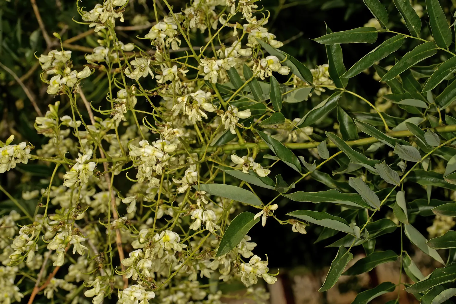 Japanese Pagoda Tree (Styphnolobium Japonicum) — It is resilient to pollution and thrives in USDA Hardiness Zones 4 to 8