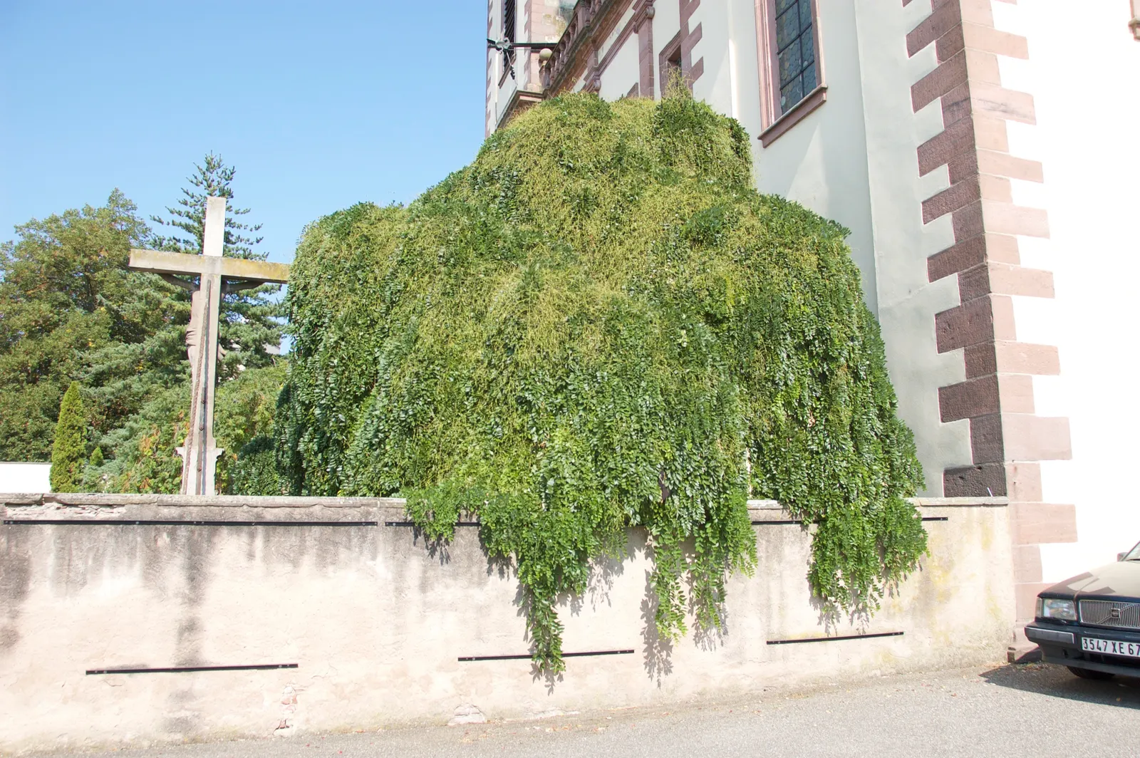 Japanese Pagoda Tree (Styphnolobium Japonicum) — Suited for zones 4-8, it requires well-drained soil; is a deciduous species renowned for its elegant branching