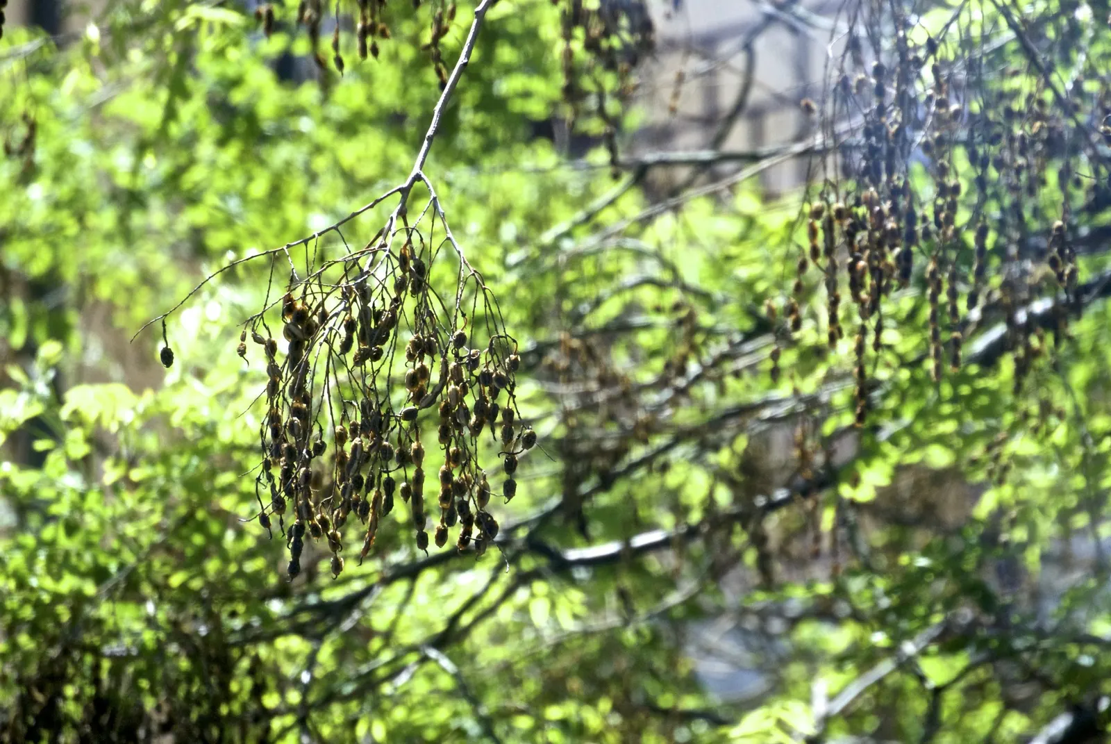 Japanese Pagoda Tree (Styphnolobium Japonicum) — is a deciduous species renowned for its elegant branching structure and ornate floral display, image 56