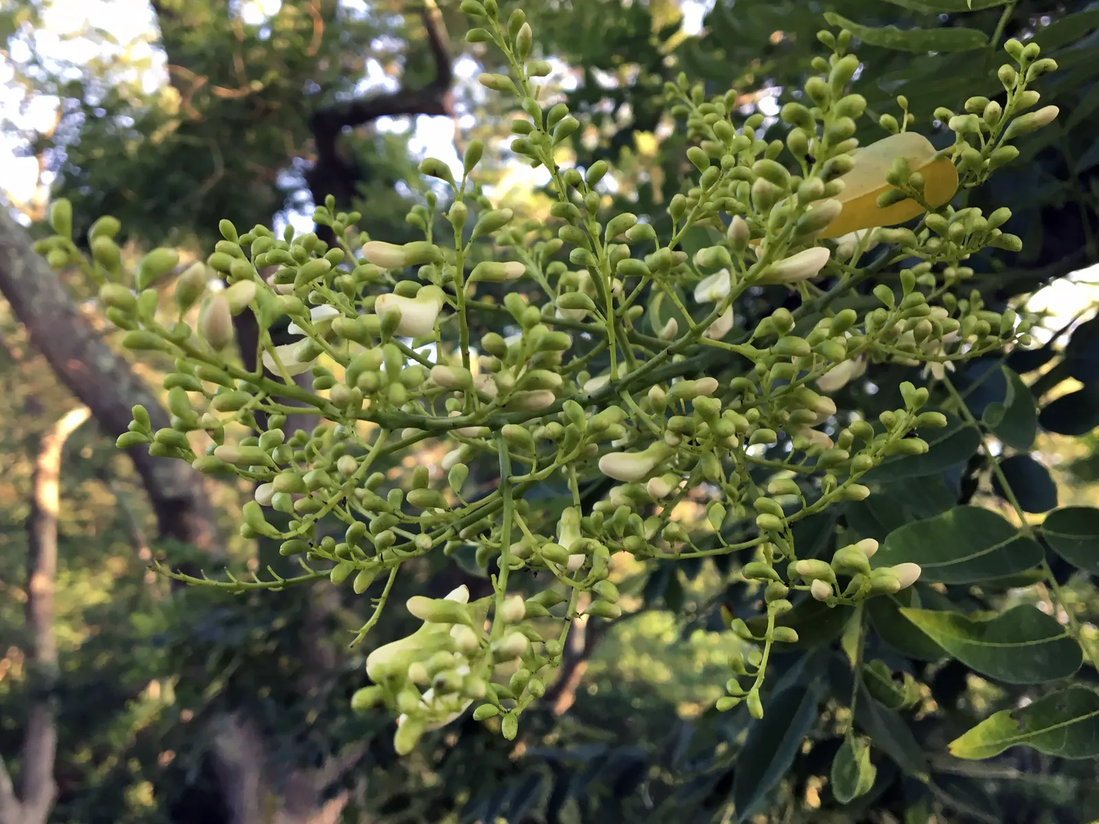 Japanese Pagoda Tree (Styphnolobium Japonicum) — white and yellow flowers in the garden