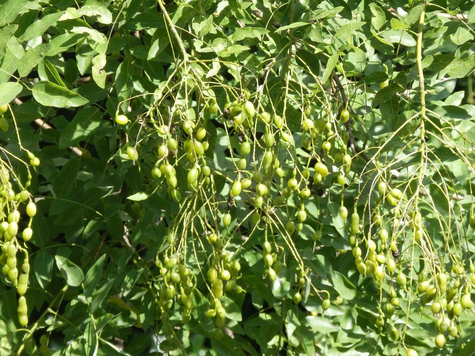 Japanese Pagoda Tree (Styphnolobium Japonicum) — brown seed pods that persist into winter; these blooms not only add aesthetic value but also, image 88