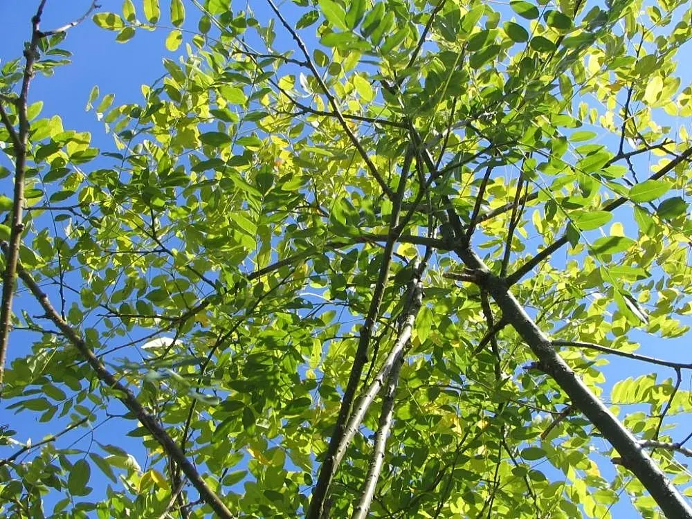Japanese Pagoda Tree (Styphnolobium Japonicum) — tree for full or half