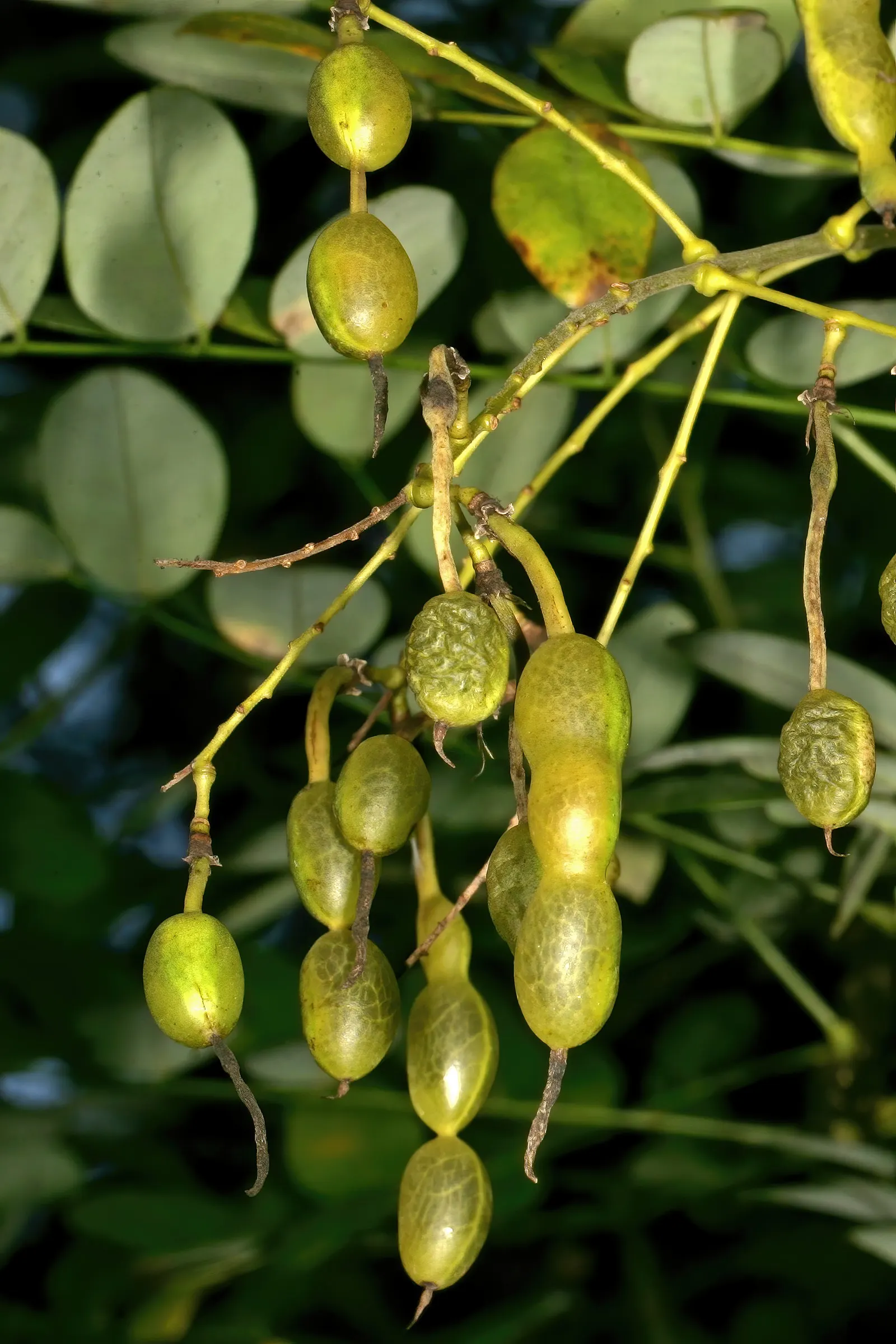 Japanese Pagoda Tree (Styphnolobium Japonicum) — This elegant tree adds vertical interest and is ideal as a focal point in spacious landscapes; the tree