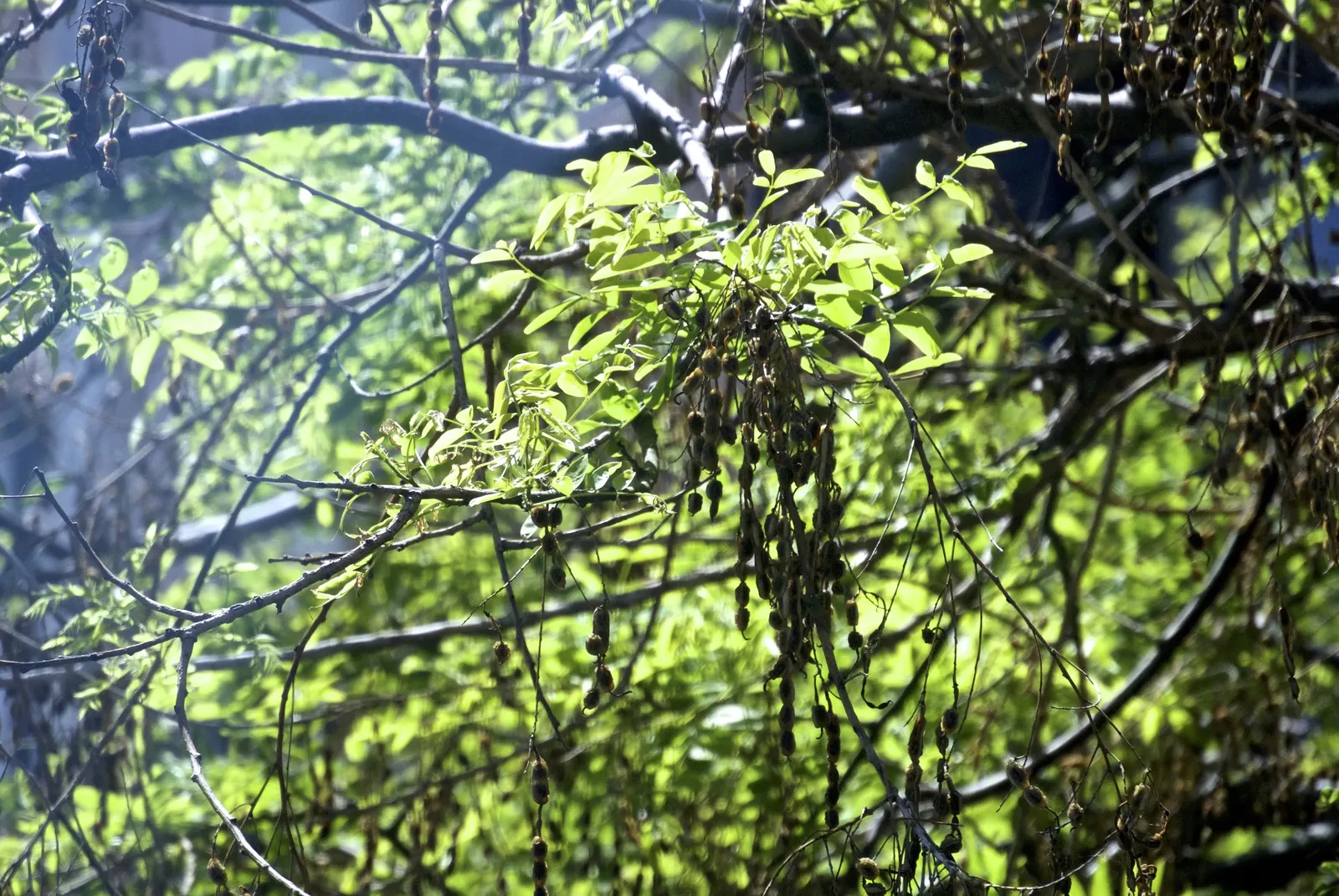 Japanese Pagoda Tree (Styphnolobium Japonicum) — tree for full or half; making it an excellent feature as a shade tree or as part of a larger ornamental