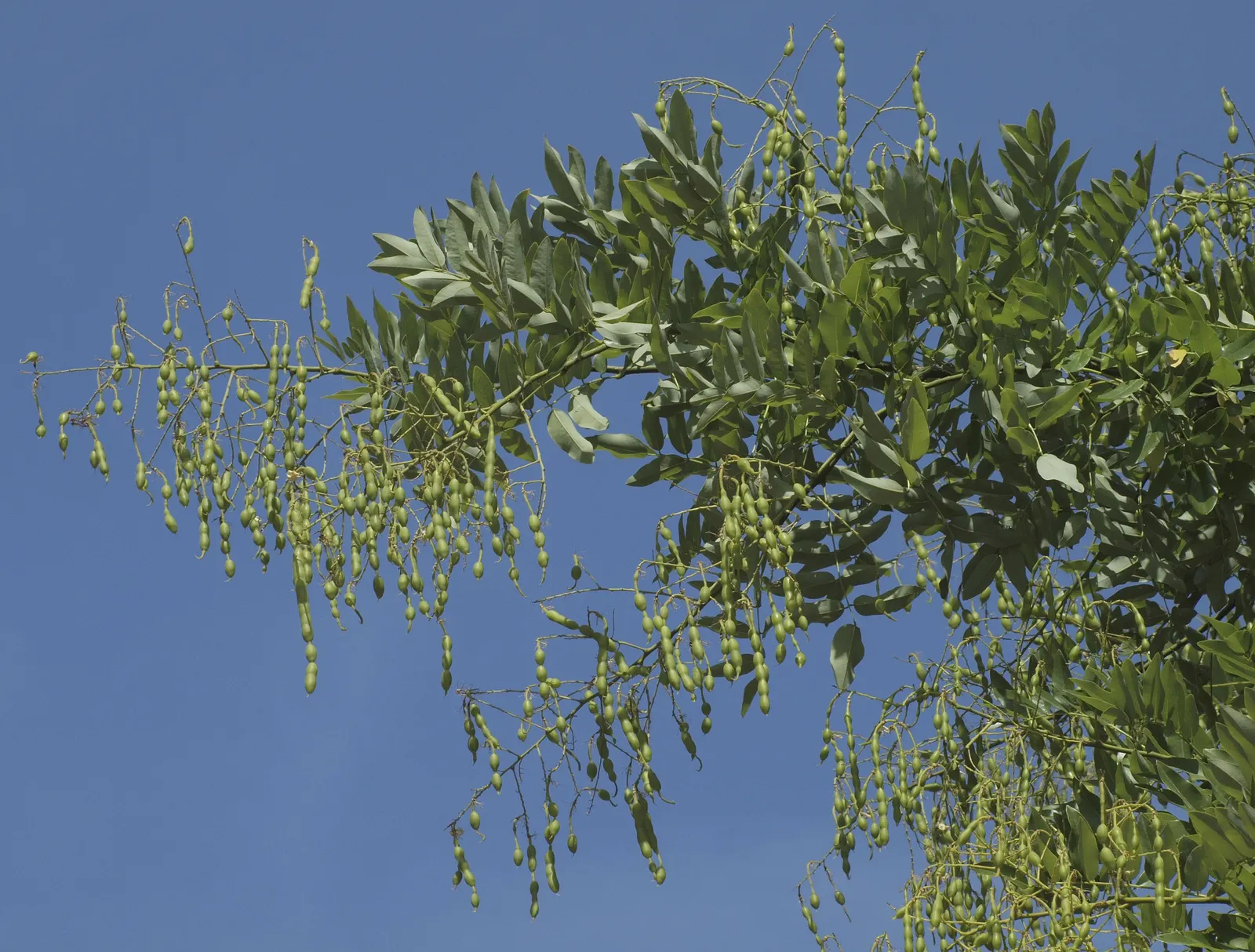 Japanese Pagoda Tree (Styphnolobium Japonicum) — commonly known as the Japanese Pagoda Tree or the Chinese Scholar Tree; white and yellow flowers, image 55