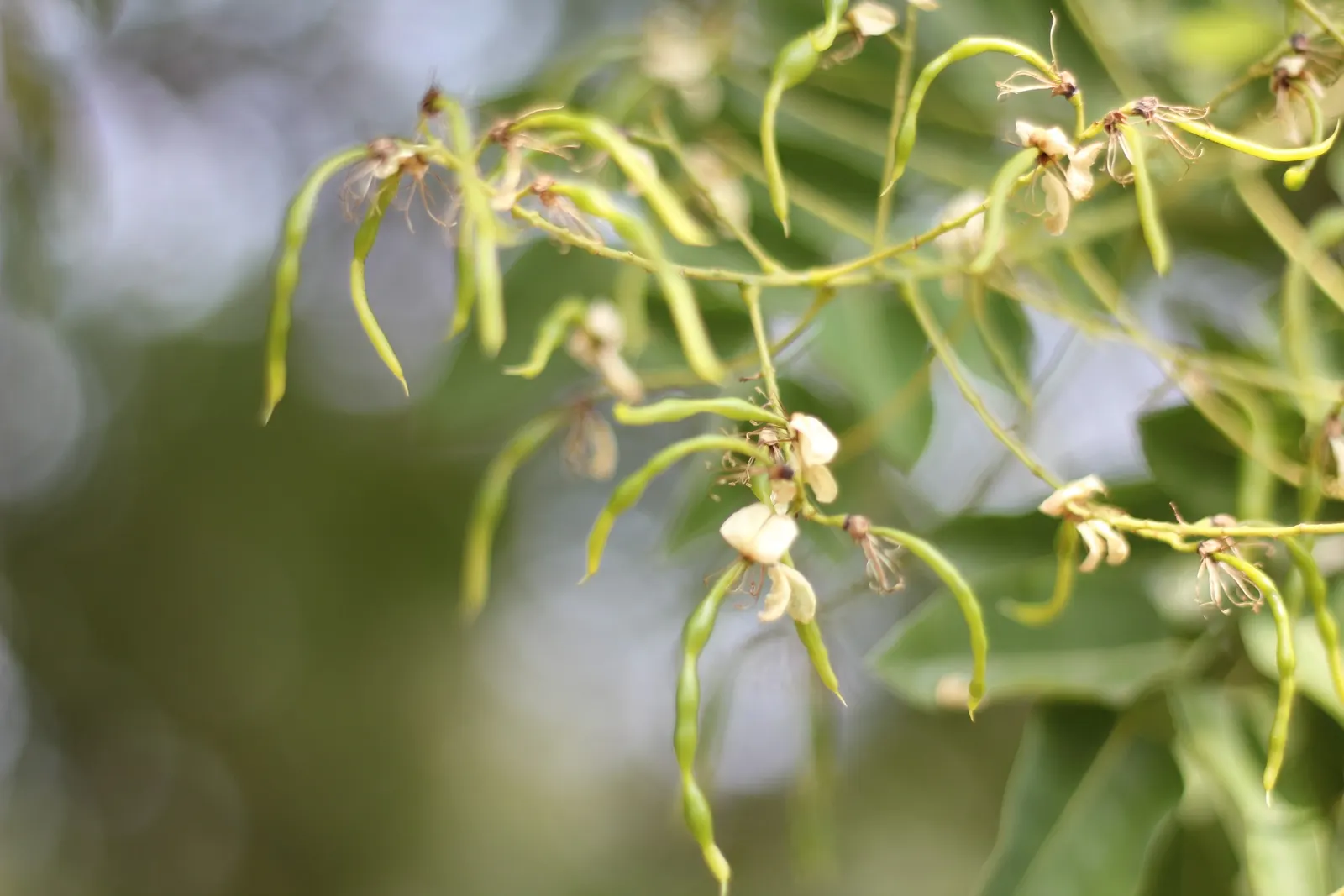 Japanese Pagoda Tree (Styphnolobium Japonicum) — composed of 7 to 17 leaflets; a hardy deciduous species