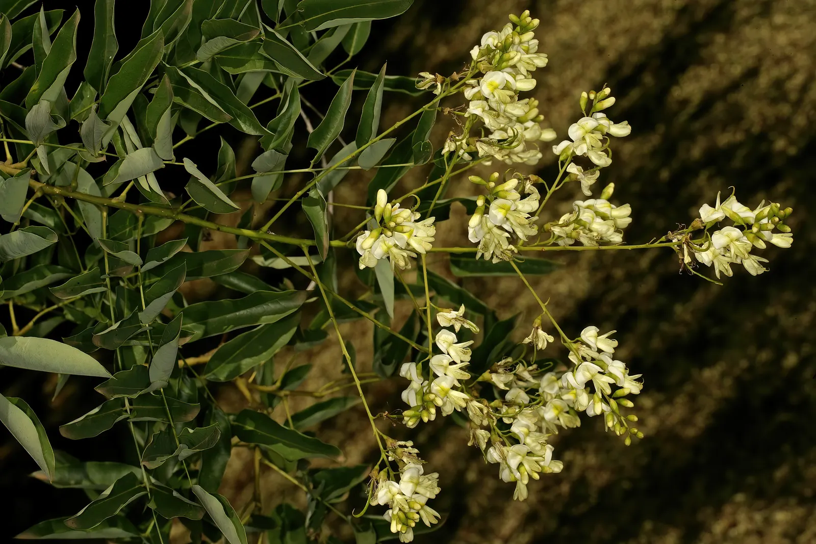 Japanese Pagoda Tree (Styphnolobium Japonicum) — These blooms not only add aesthetic value but also attract various pollinators to your garden, image 61