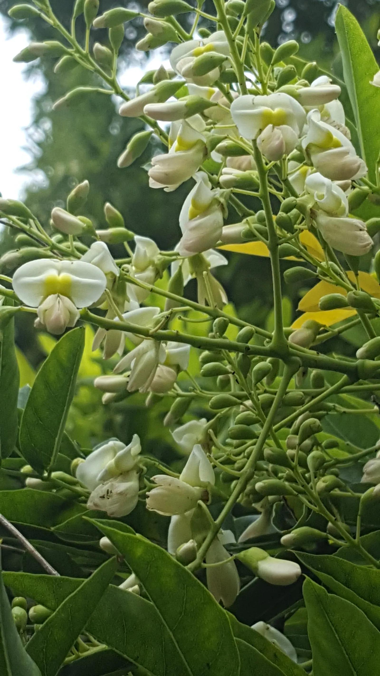 Japanese Pagoda Tree (Styphnolobium Japonicum) — Following the flowering season; tree with white and yellow blooms