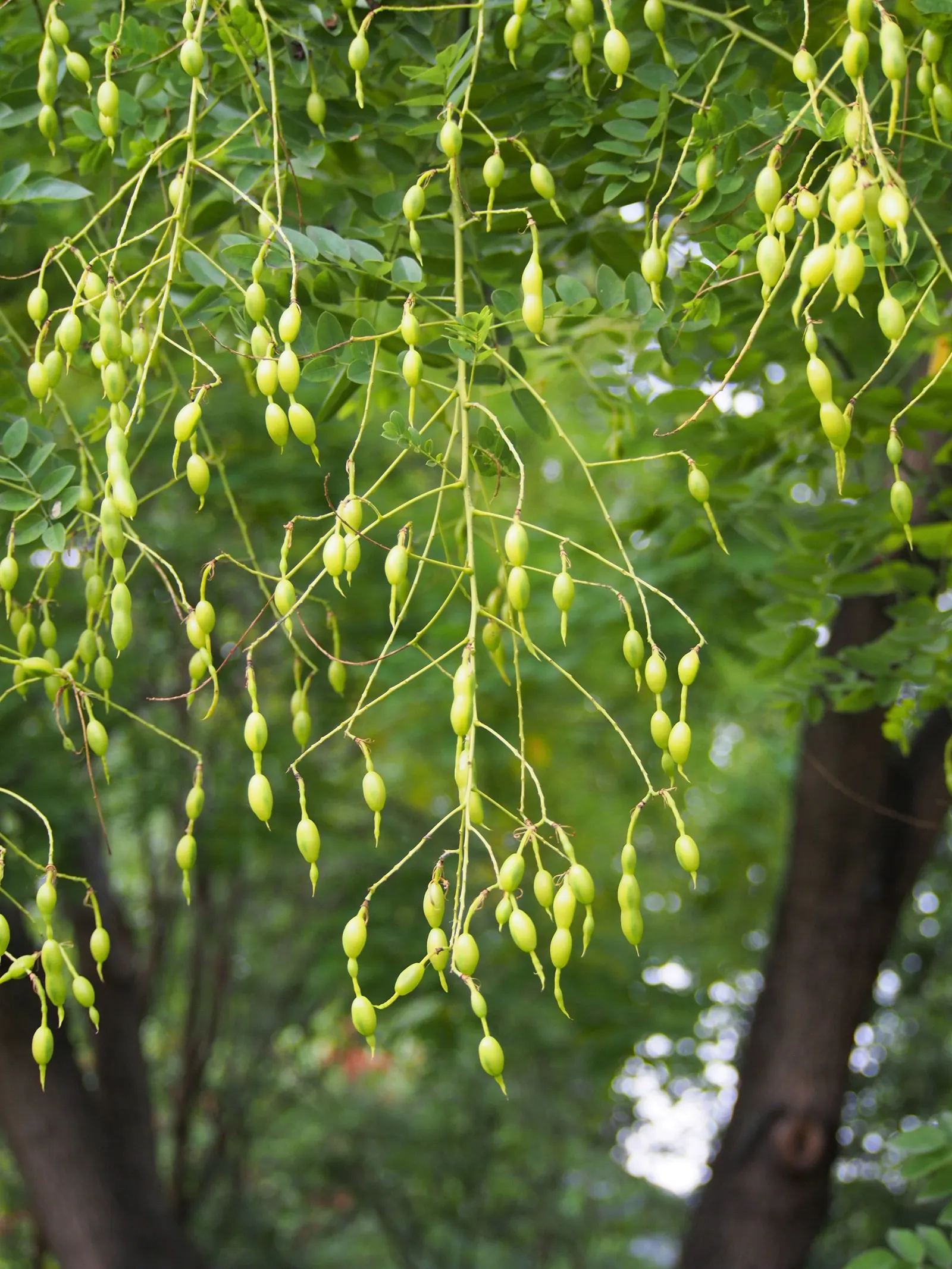 Japanese Pagoda Tree (Styphnolobium Japonicum) — making it an excellent feature as a shade tree or as part of a larger ornamental composition; tree, image 93