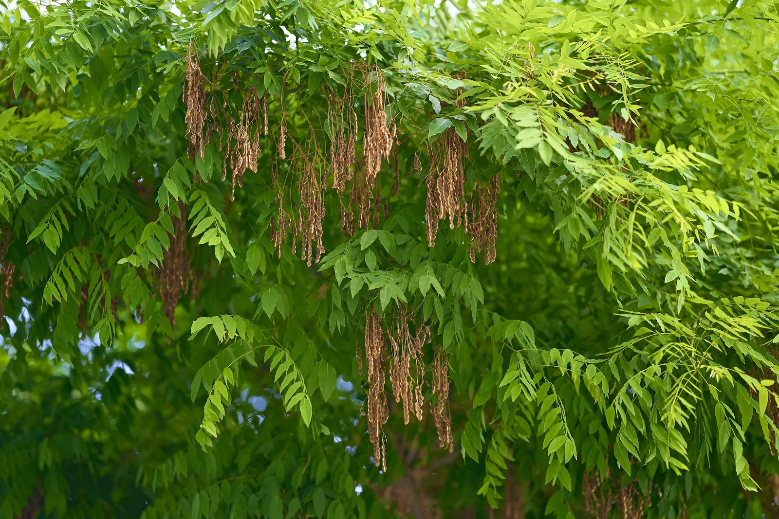 Japanese Pagoda Tree (Styphnolobium Japonicum) — withstanding temperatures as low as -30°F to -20°F.<br><br>When incorporating into a, image 67
